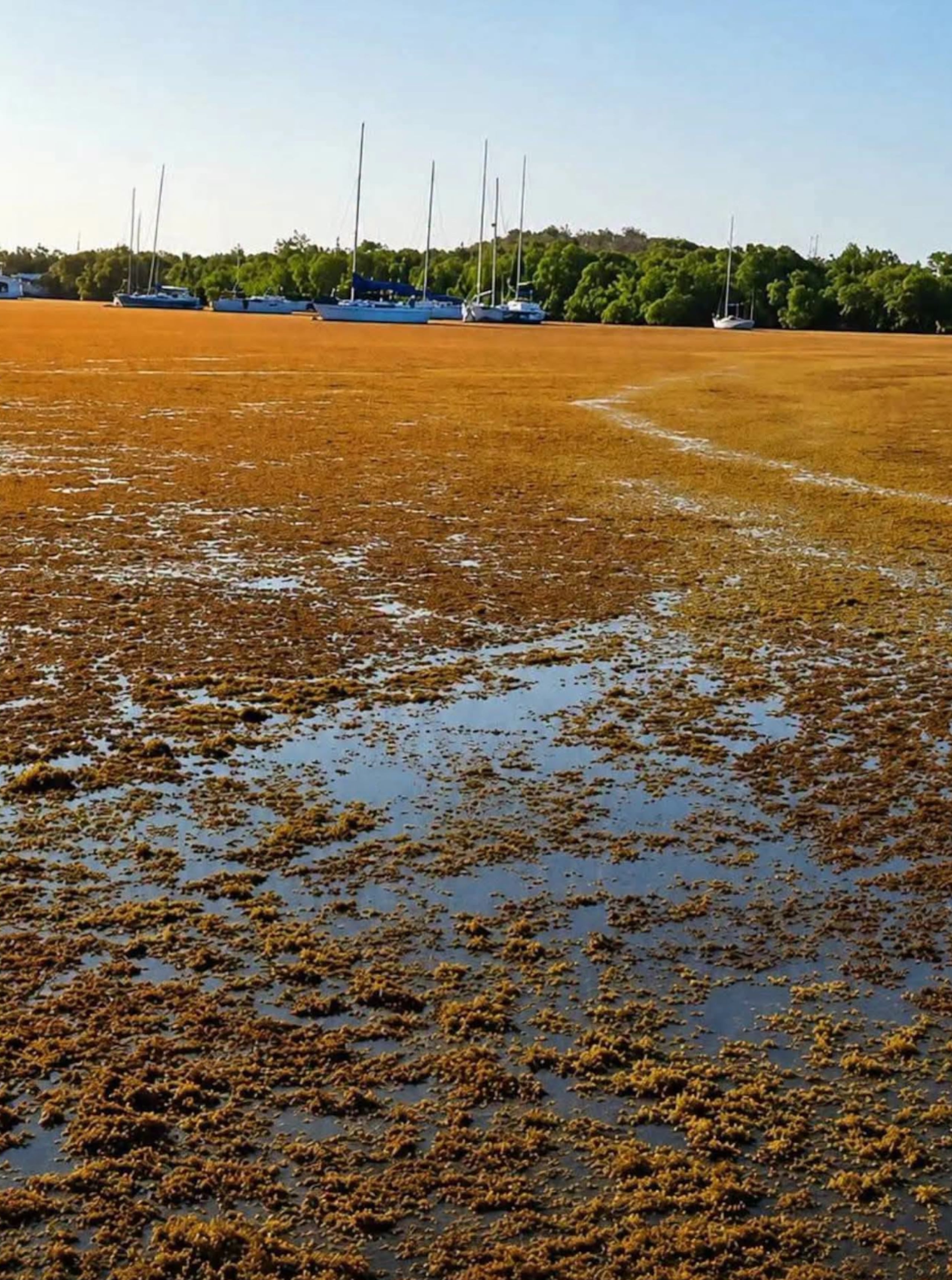 En Lajas, el DRNA ha identificado la playa Las Crayolas con una acumulación severa y atípica de sargazo.