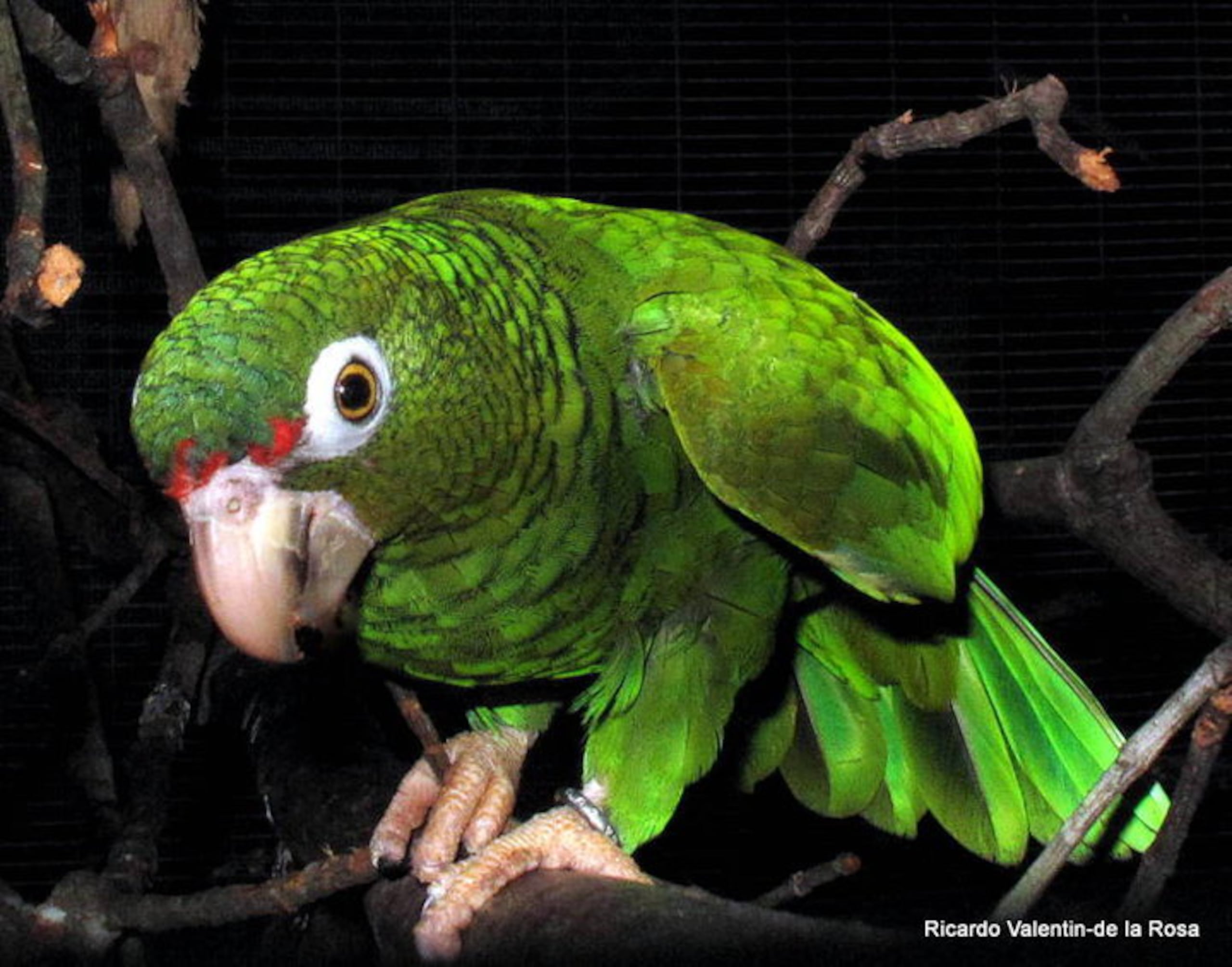 Cotorra puertorriqueña. Foto Suministrada