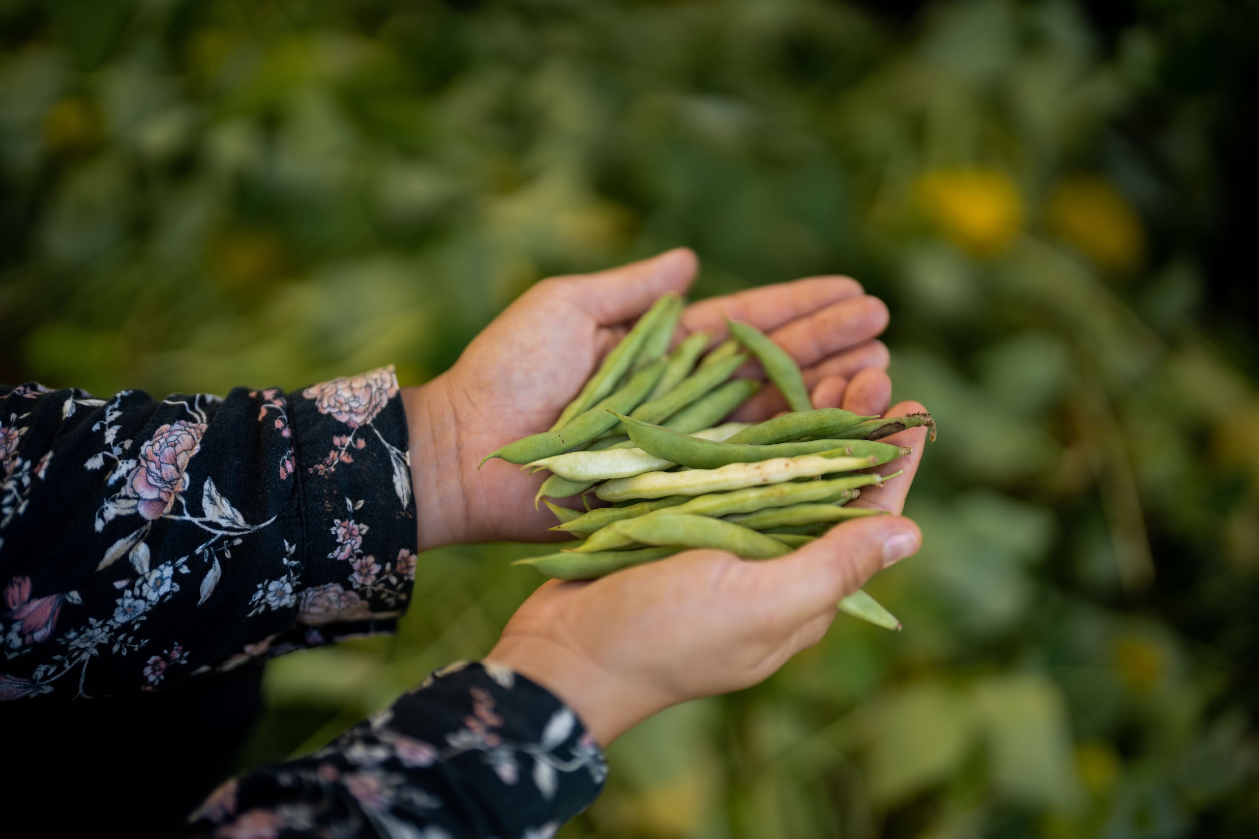 En cuanto a los cultivos, el Josco Bravo se enfoca en la siembra agroecológica y orgánica de farináceos, hortalizas y viandas.