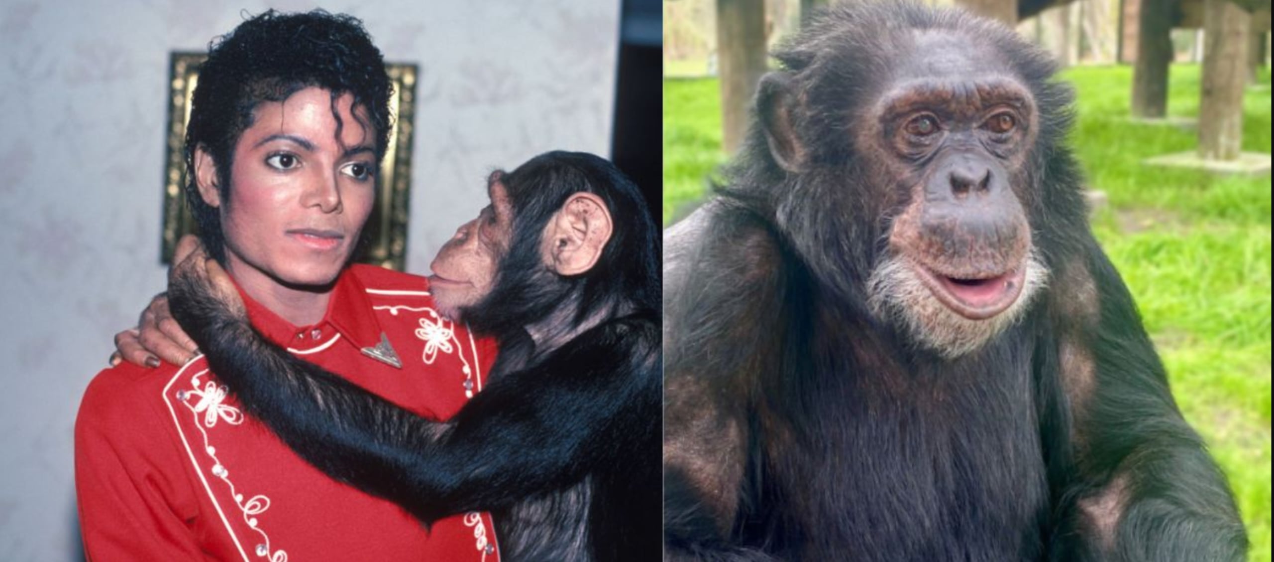 Bubbles y Michael Jackson