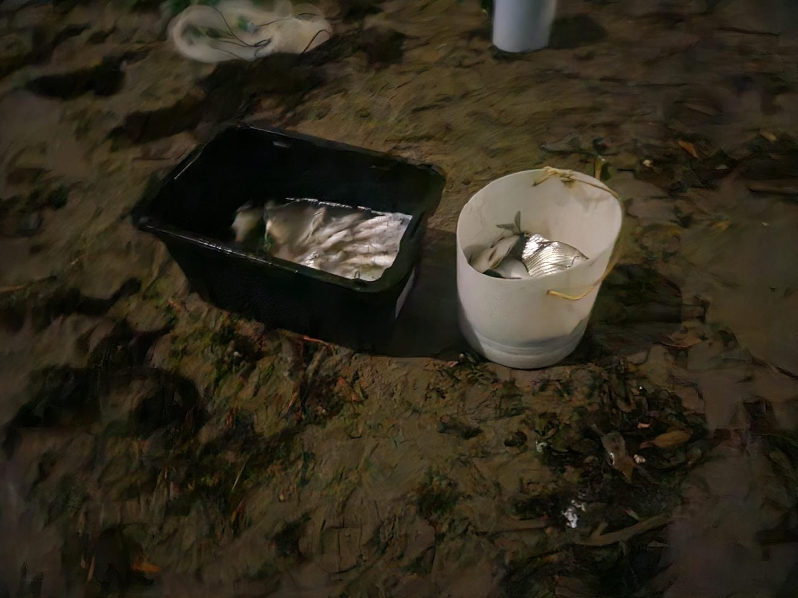 Vigilantes del DRNA devolvieron al río Boca Prieto las especies capturadas ilegalmente durante el operativo nocturno del pasado jueves en Humacao.