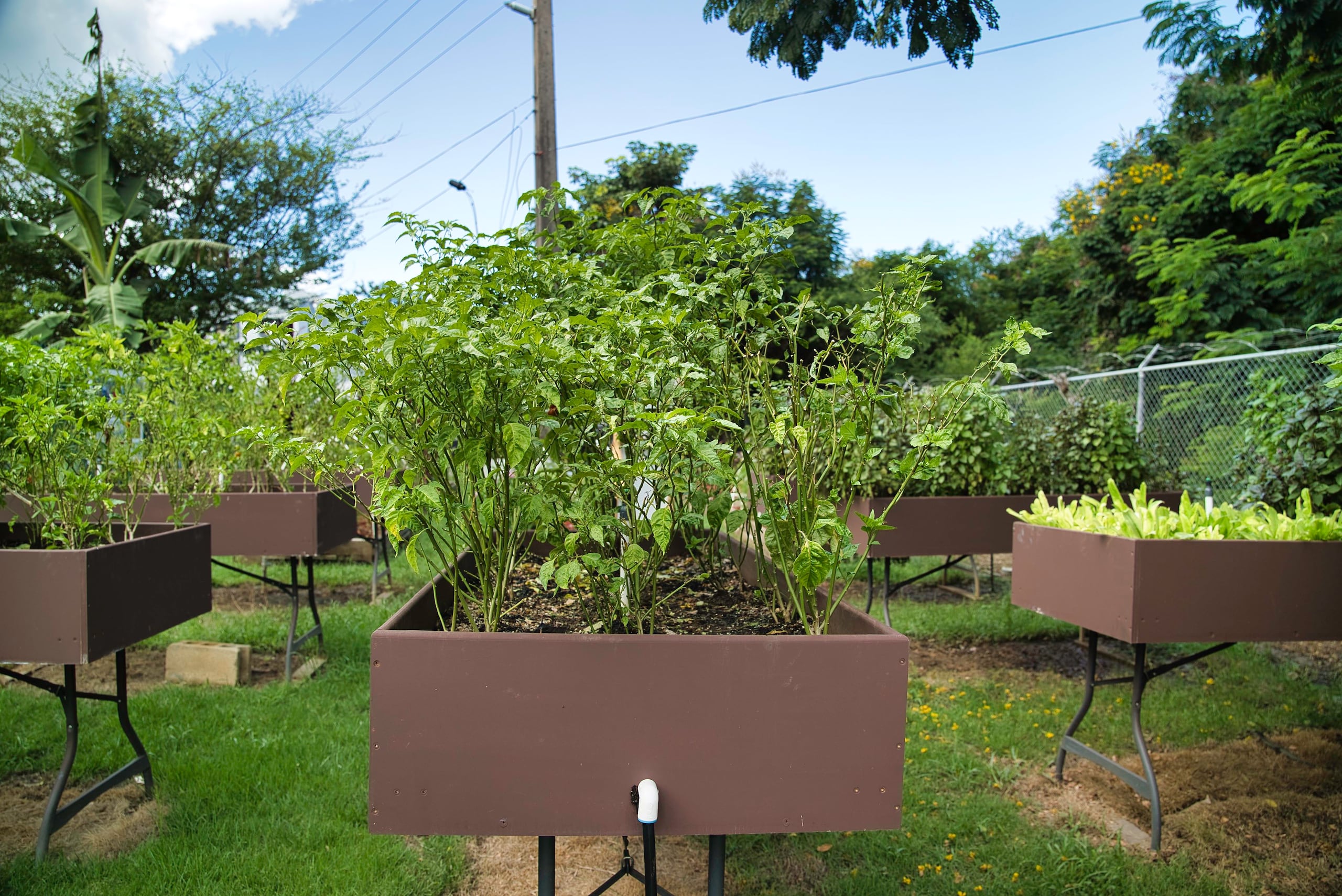 Han incorporado la hidroponía e invernaderos, asegurando cosechas para los almuerzos.