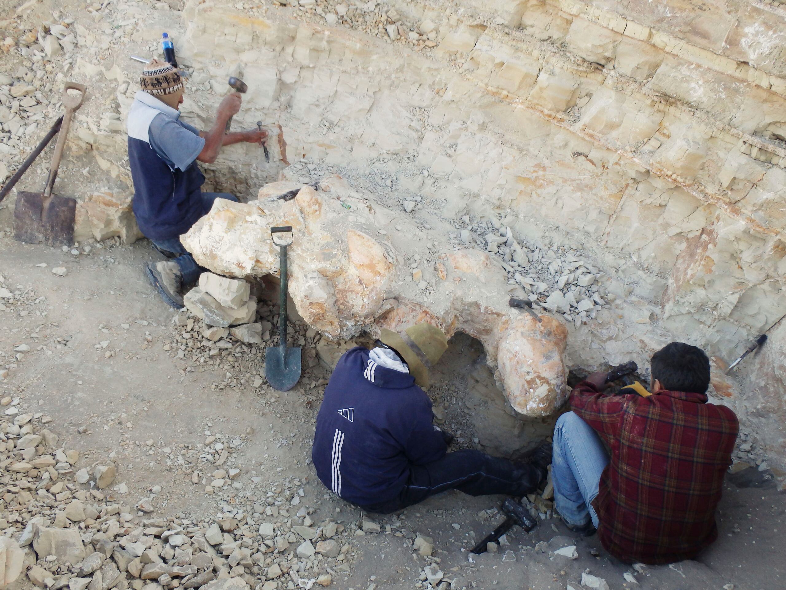 Cada vértebra del Perucetus colossus pesa más de 100 kilos (220 libras) y las costillas miden 1.4 metros (5 pies) de largo.