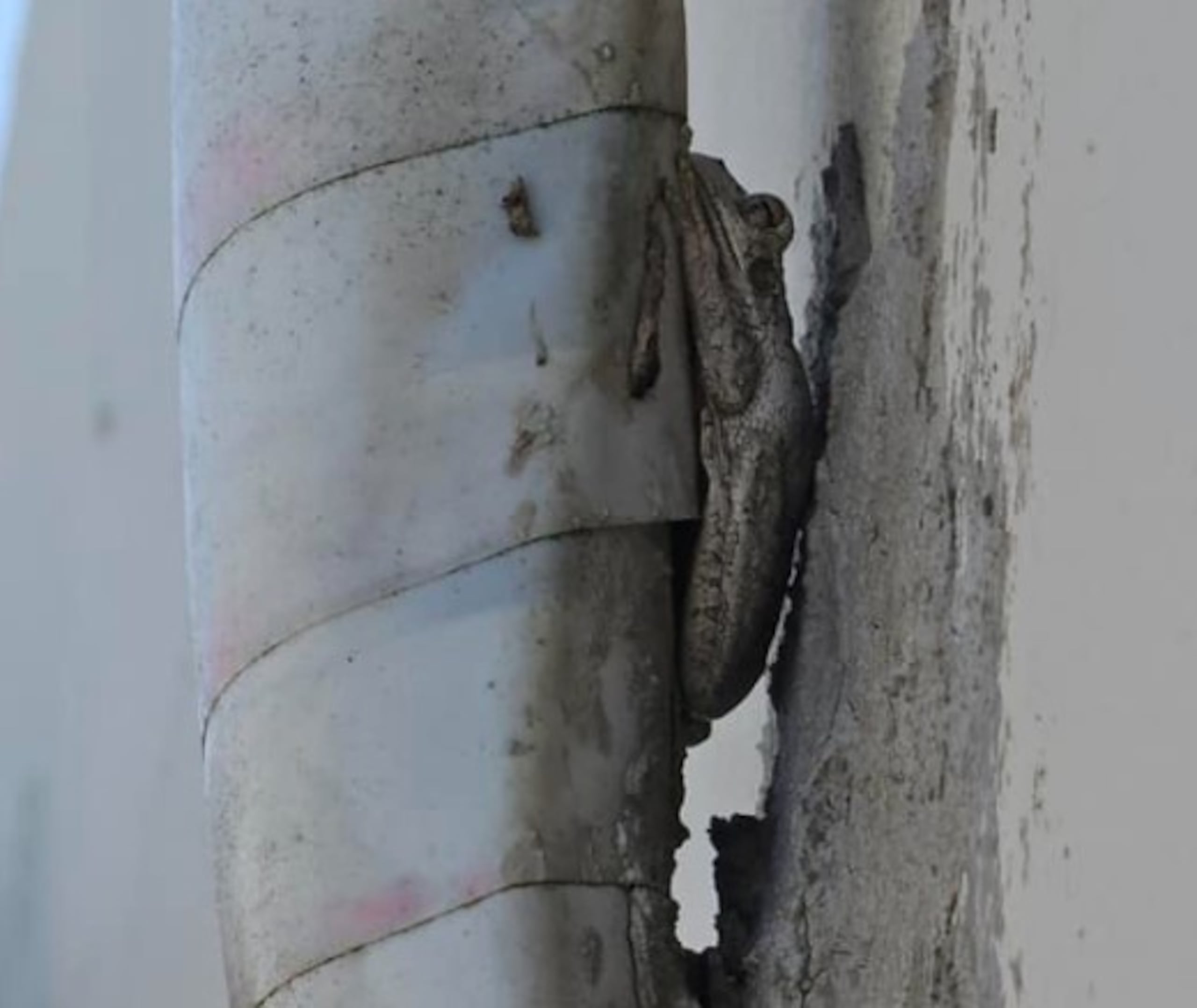 Una rana cubana se esconde detrás de una de tubería de aire acondicionado.