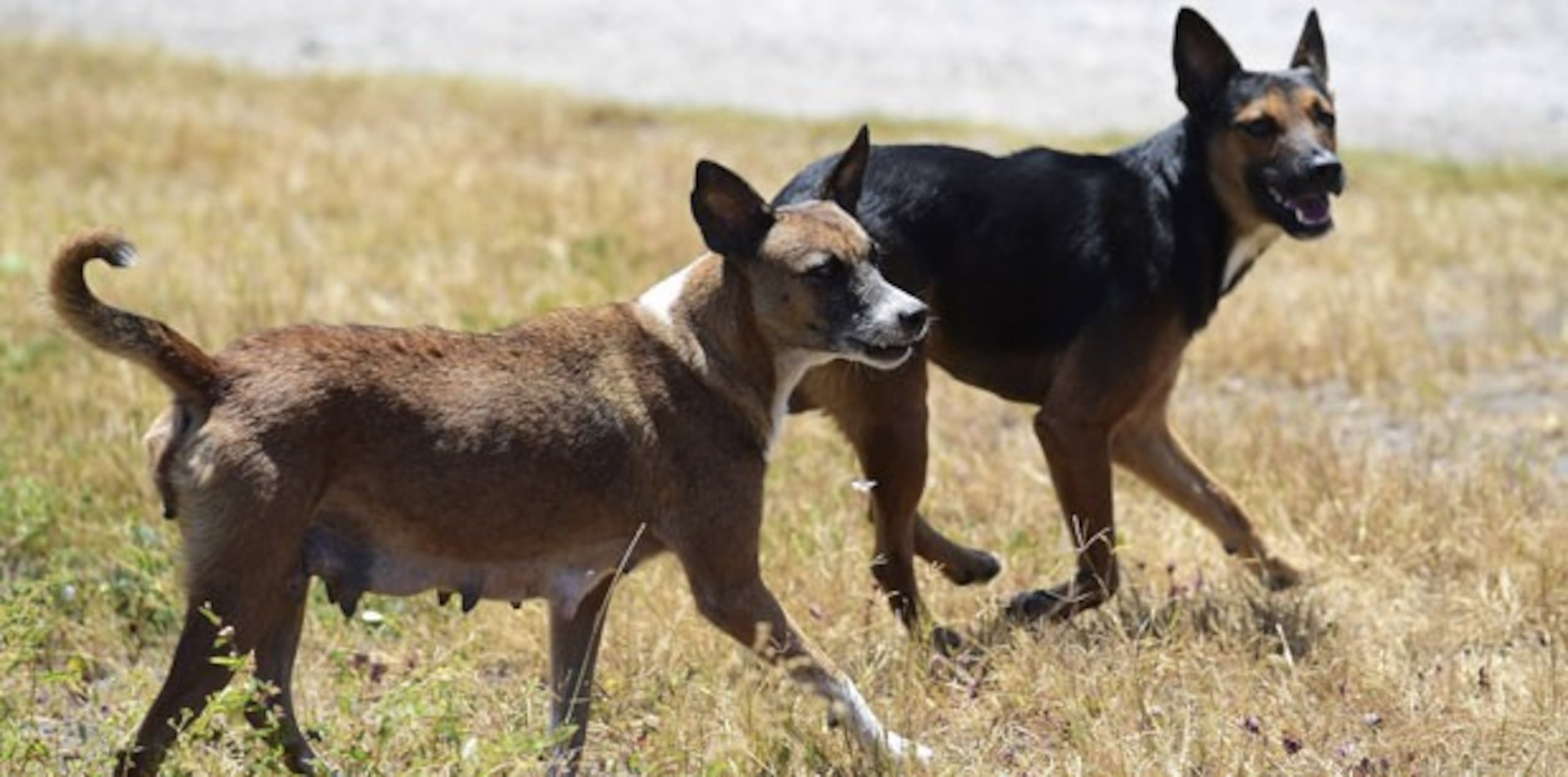 El problema que supone el gran número de perros que deambulan ha incrementado en los últimos años, ya que, en busca de comida, cada vez acuden más a las playas, donde llegan a formar verdaderas jaurías. (Archivo)