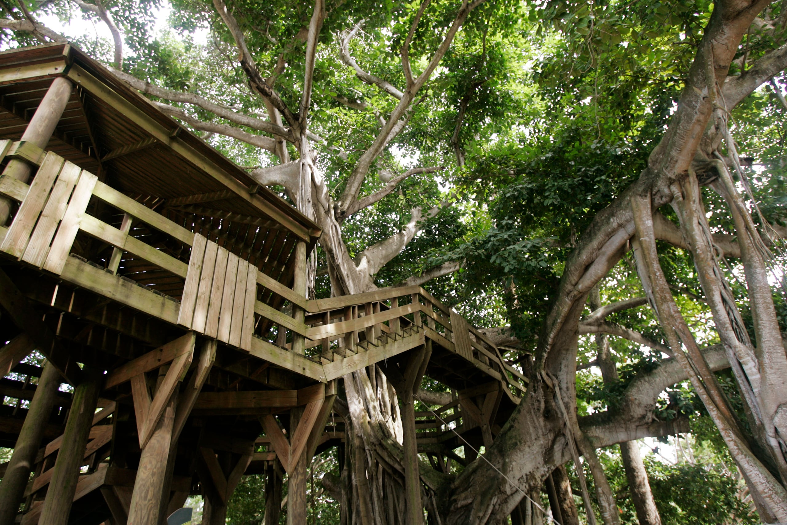 Imagen general del Parque Colón, que muestra un gigantesco árbol con tablado y áreas de descanso.