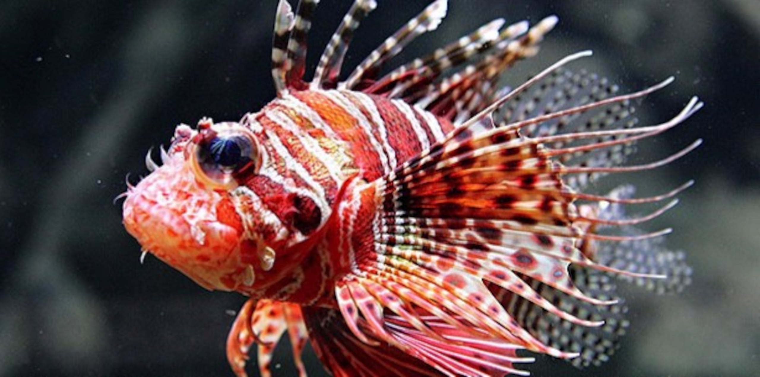El pez león es una especie invasora en el Caribe.