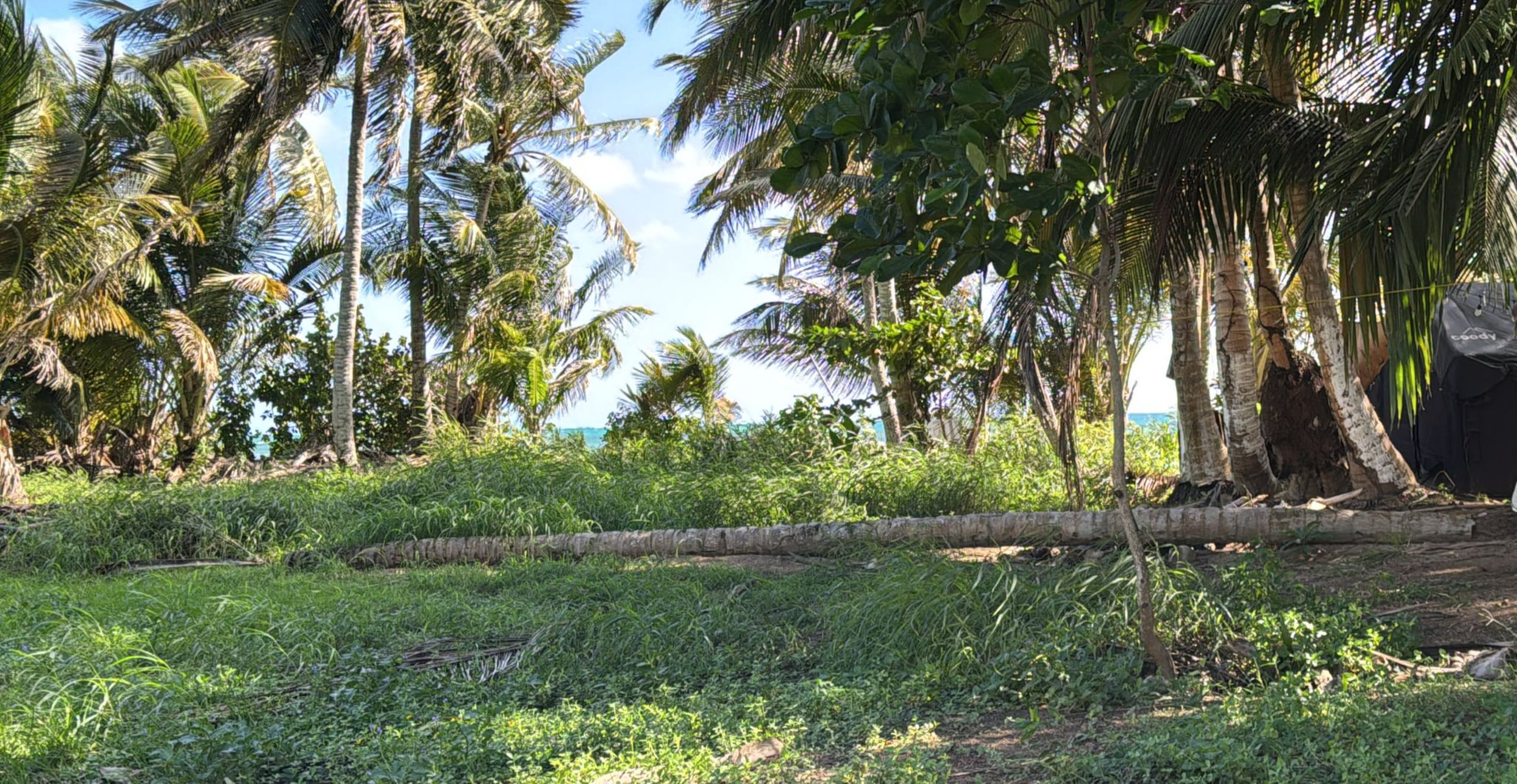 El grupo descartó que el área sea utilizada como anidaje por las tortugas marinas.