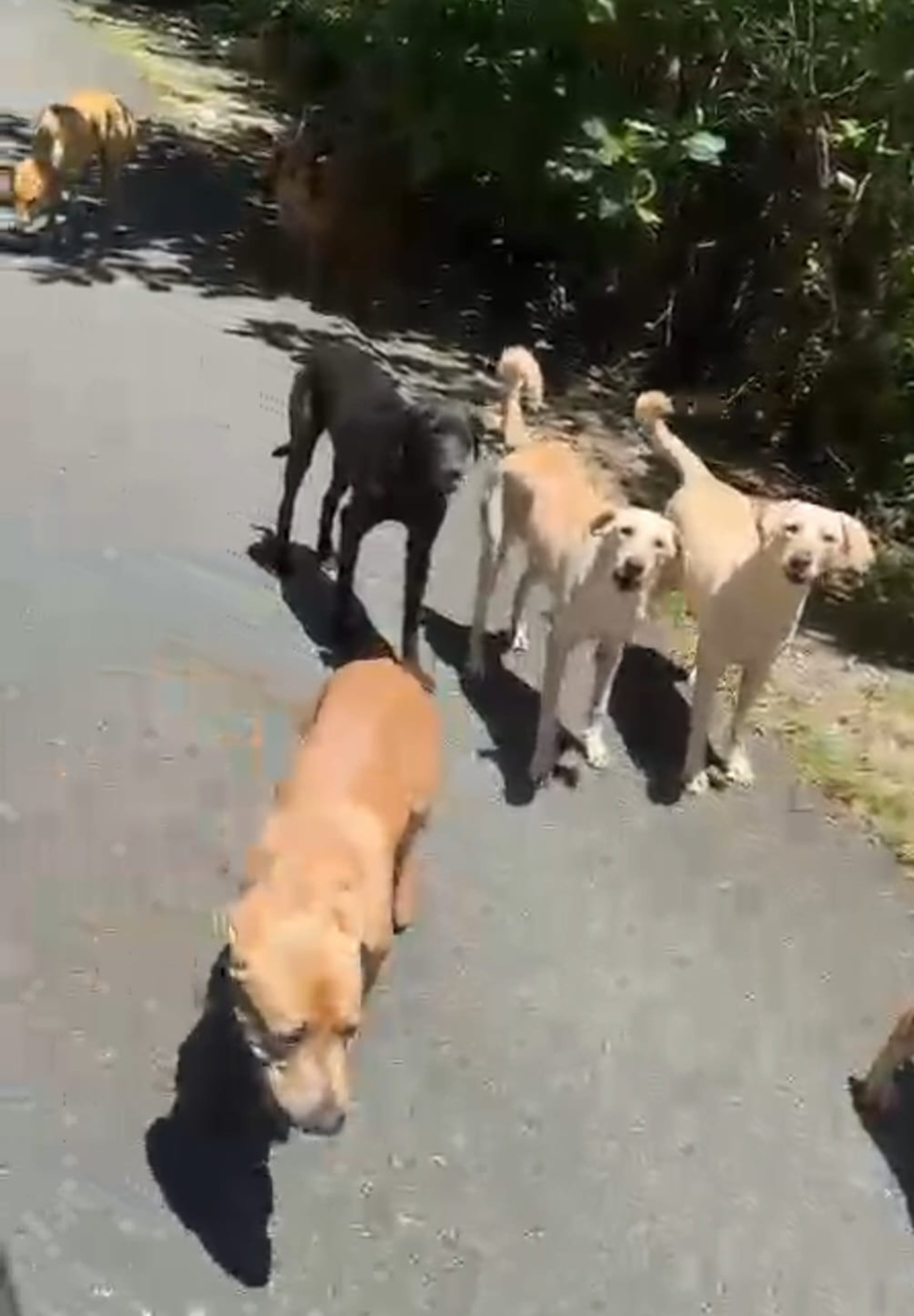 Imagen de los perros que fueron abandonados en el área del Lago Guajataca, en Isabela.