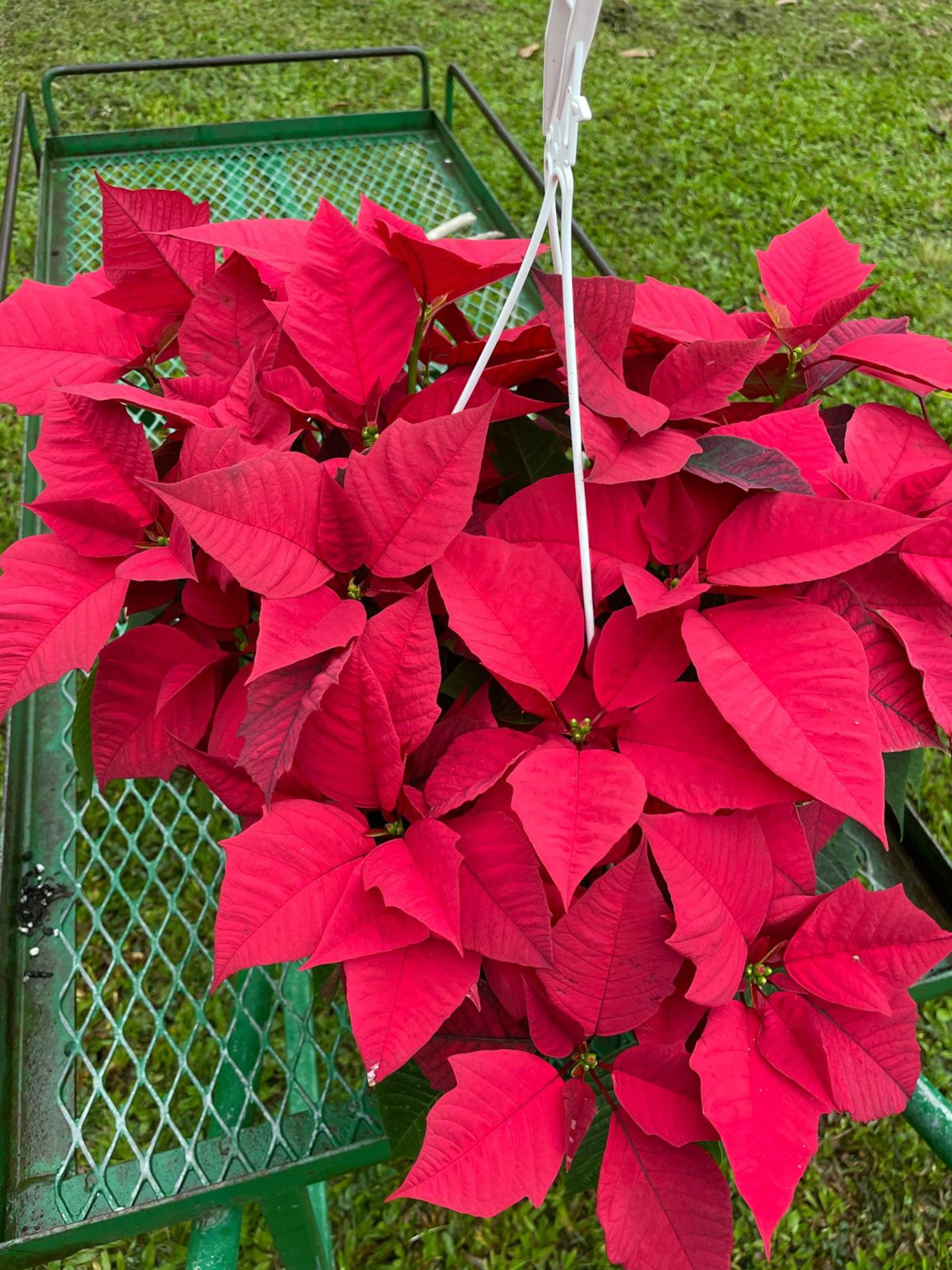 El evento se efectuará en “El Palmetum” del Jardín Botánico Sur.