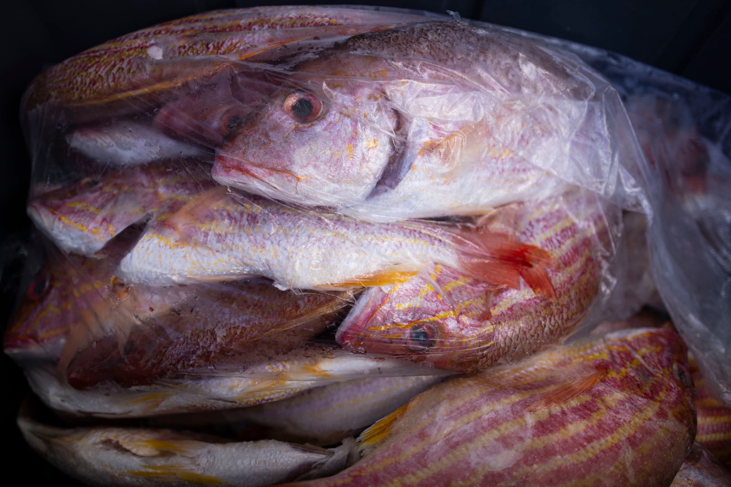 Los ojos deben estar abultados con una pupila brillante y negra.
