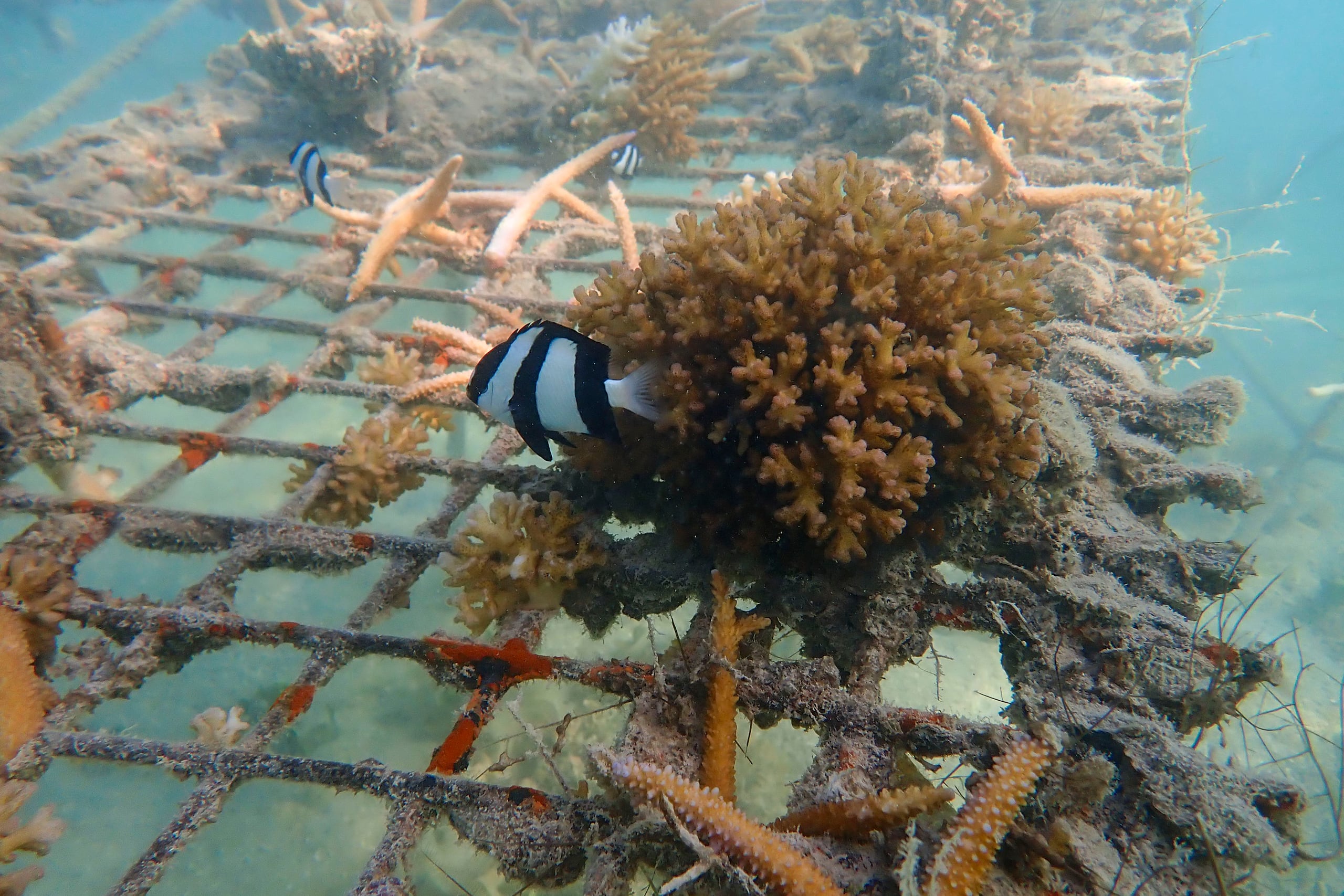 Corales comienzan a crecer en las estructuras metálicas colocadas cerca de la costa para tratar de revivir los arrecifes que rodean la isla de Upolu, en Samoa. Samoa, una de las naciones insulares del Pacífico más expuestas a los efectos de la crisis climática, trata de mitigar las peores consecuencias, que incluyen mareas extremas, subida de las temperaturas, deterioro de la vida marina y más catástrofes meteorológicas. (EFE/ Eric San Juan)