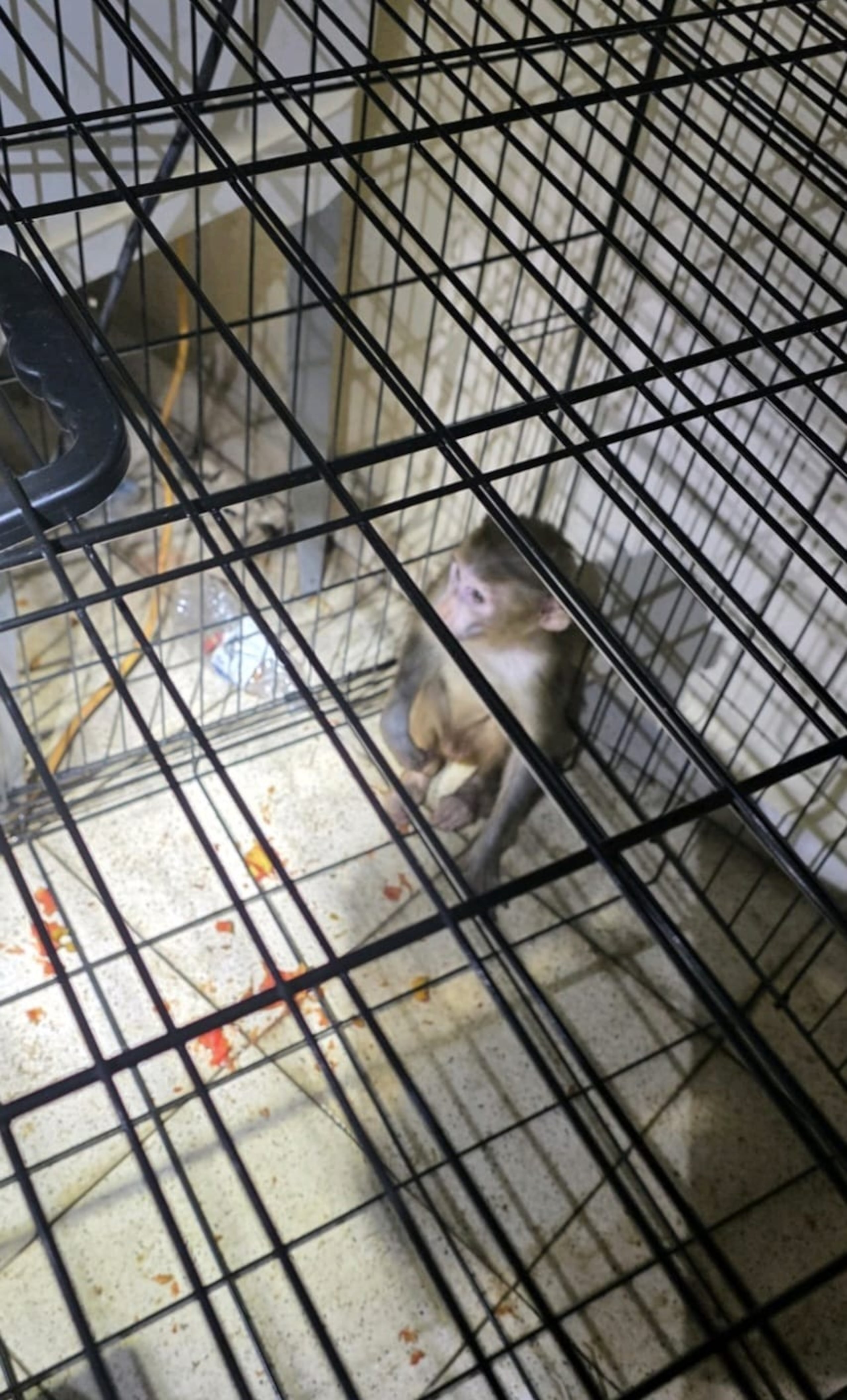 La Policía encontró el Macaco Rhesus en un apartamento deshabitado del residencial Zenón Díaz Valcárcel, en Guaynabo.