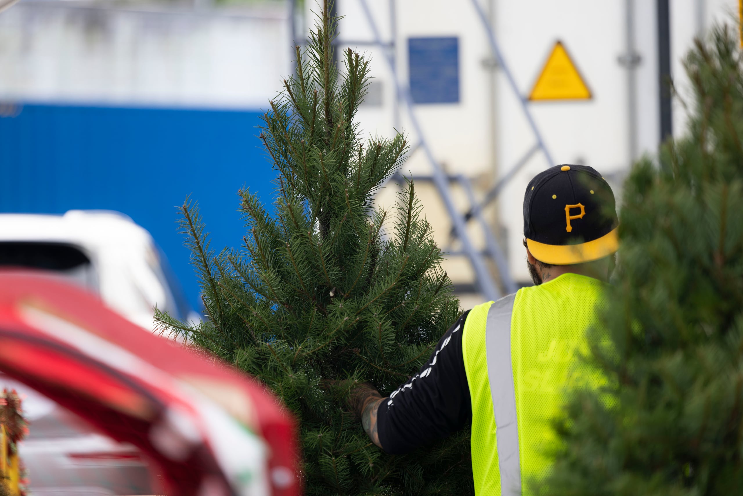 Cada vez más familias europeas están dejando de lado el árbol de Navidad tradicional, ya sea natural o artificial. (Archivo)