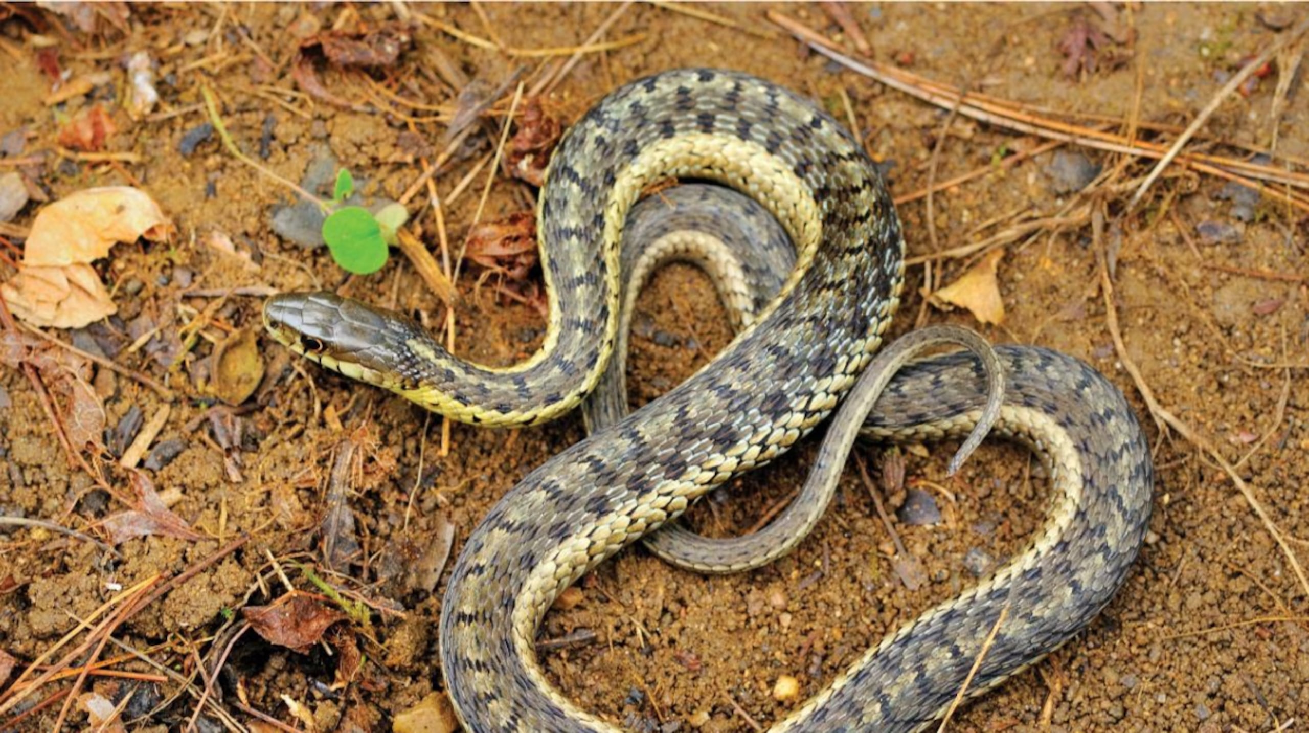 Imagen de una Jarretera (“Garter Snake”), especie invasora.