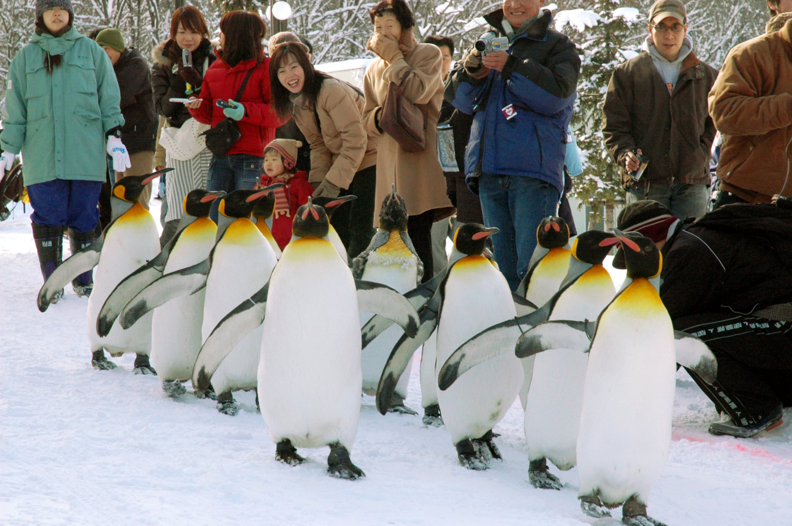 Abierto en 1967, el popular zoológico de Asahiyama atrajo a cerca de 1.33 millones de personas el pasado año fiscal.