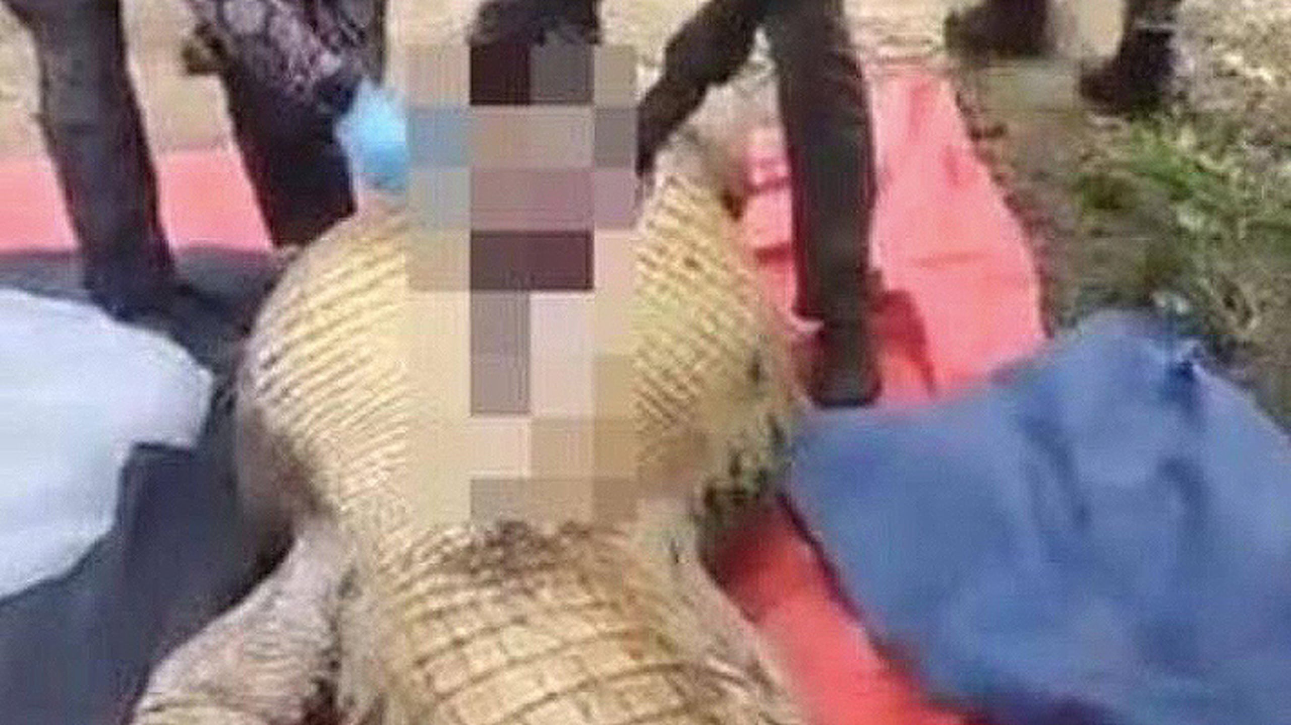 El cocodrilo, que pasaba unas 141 libras, tuvo que ser sacrificado.