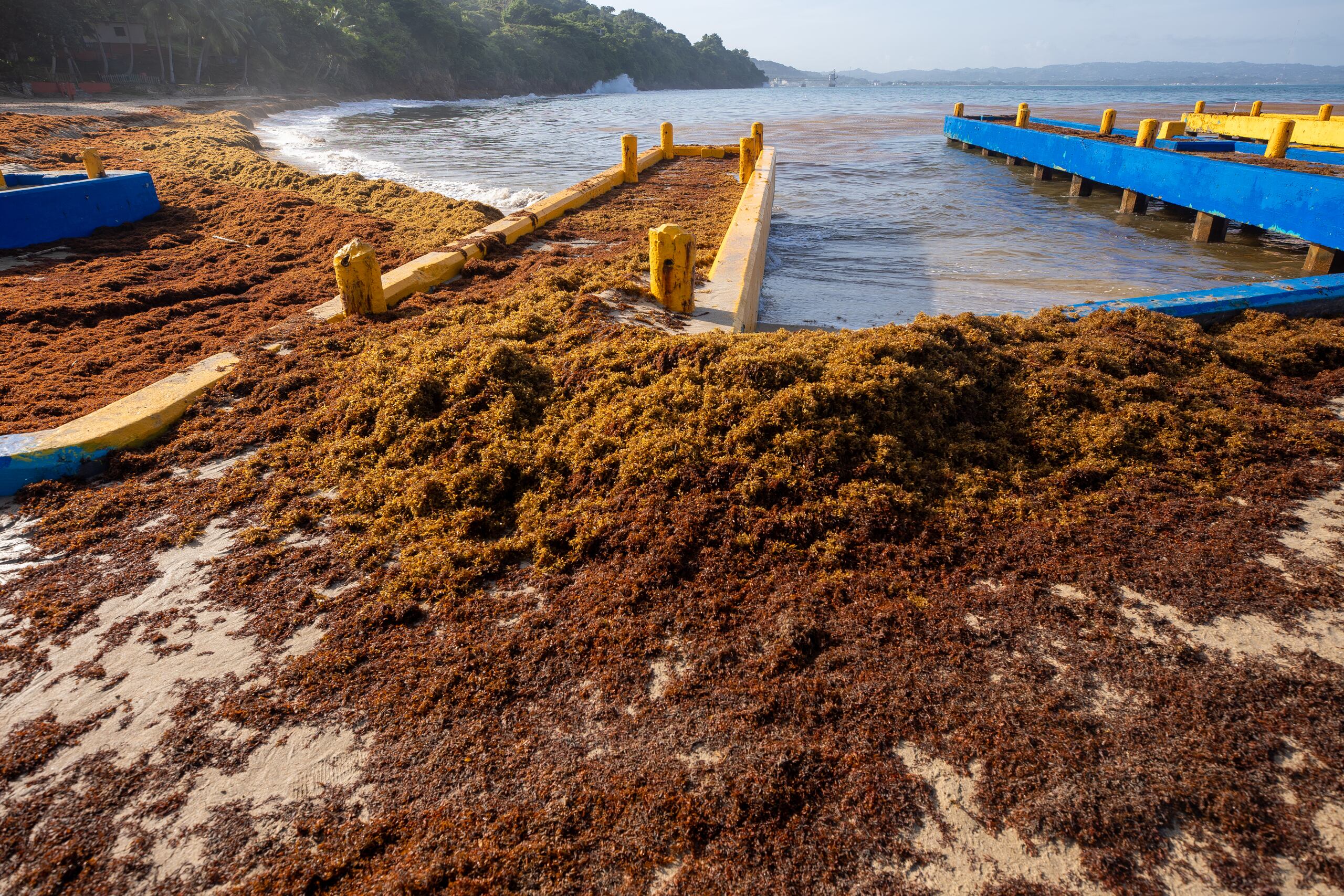Más allá de su desagradable olor, el sargazo puede contener organismos urticantes, afectando la piel de los bañistas.