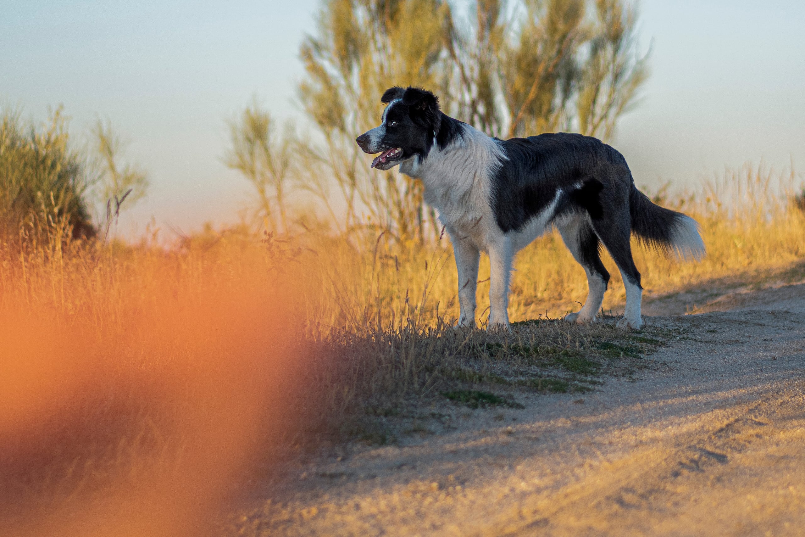 El estudio fue efectuado por “Dogs Trust”, la mayor organización benéfica del Reino Unido dedicada a la protección de los perros. (EFE/Víctor Casado)