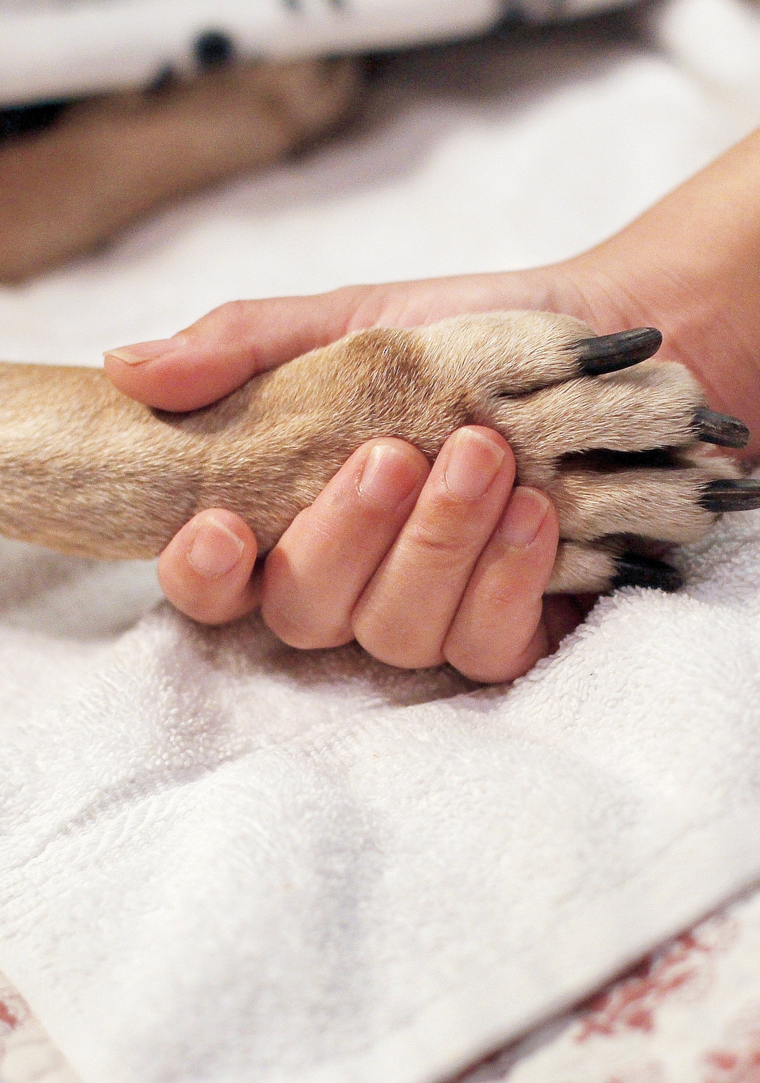 El jueves próximo habrá una sesión de apoyo para quienes han perdido a una mascota.