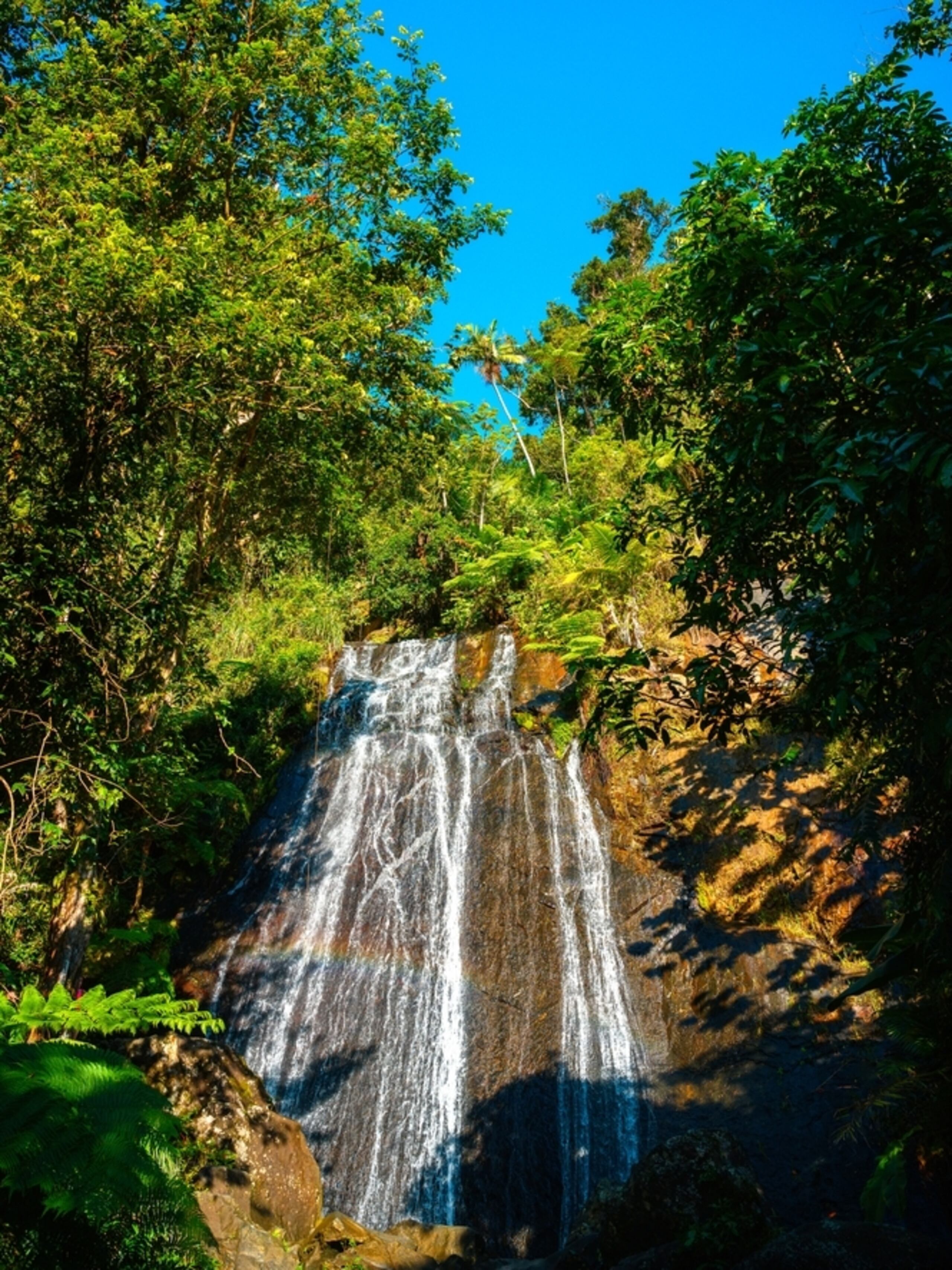 El efecto de los huracanes en los bosques tropicales es una materia de investigación que aborda múltiples aspectos, como, por ejemplo, la posibilidad de recuperación de los bosques ante la intensificación de los ciclones.