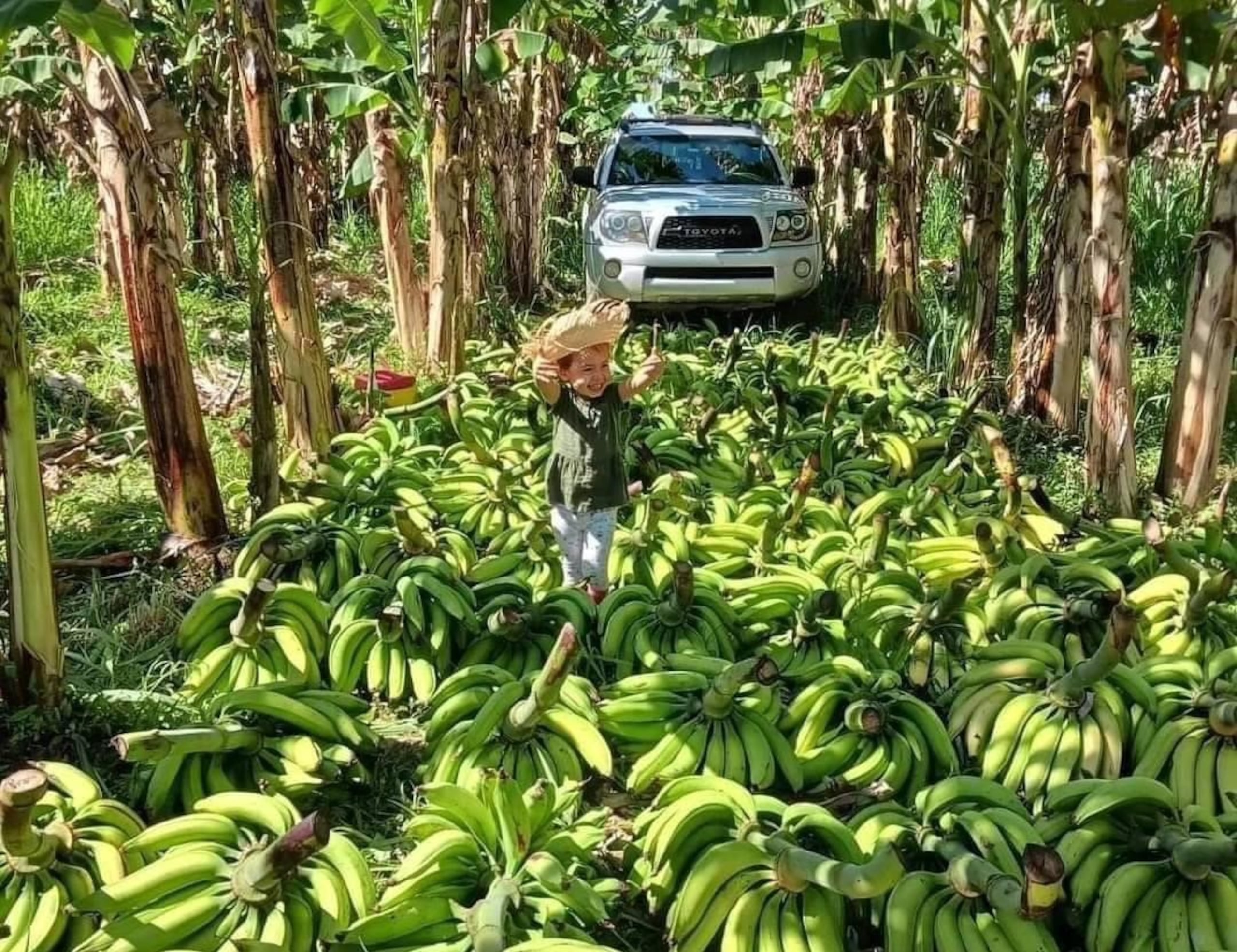 La hija del agricultor Michael González Acevedo posa en medio de una cosecha de plátanos en su finca en Añasco.