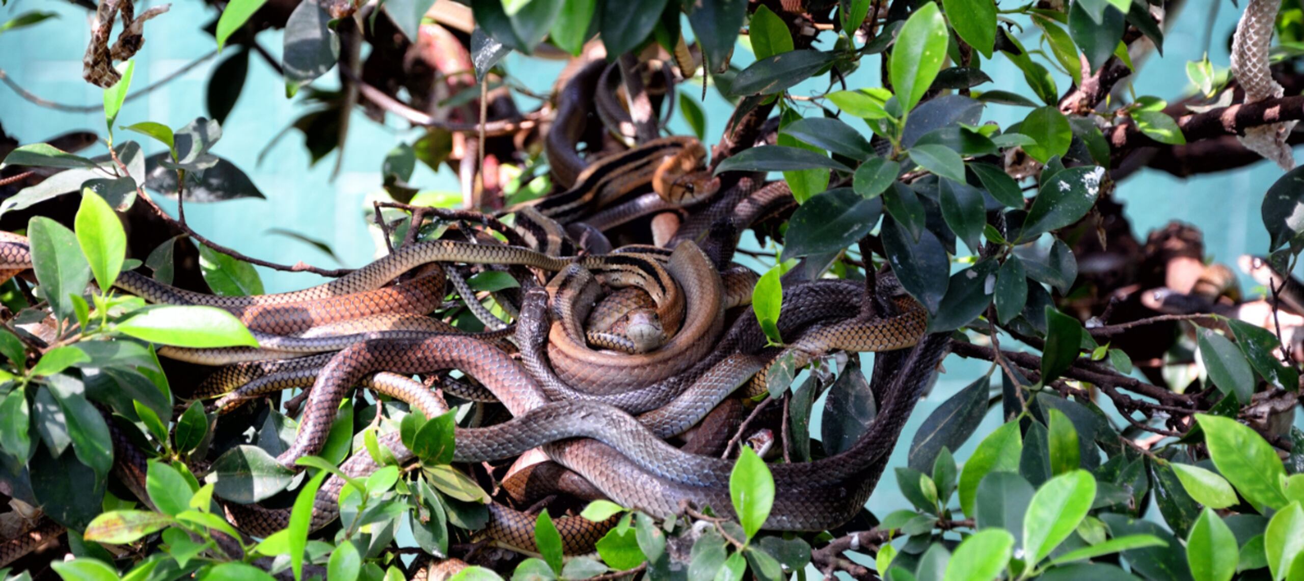 En el nido de las serpientes venenosas se agruparon varias que darían a luz.
