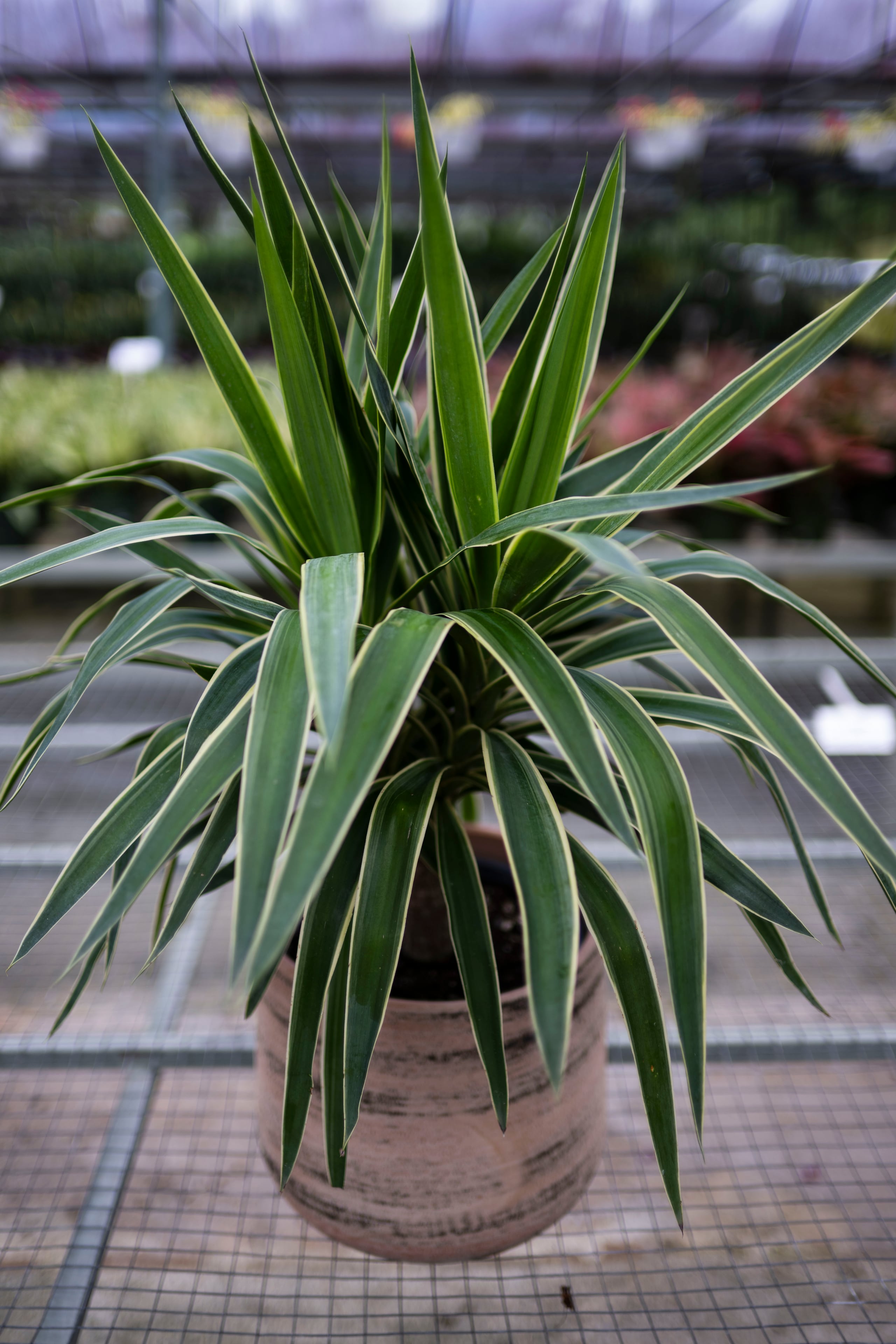 La yucca prefieren los lúgares cálidos.