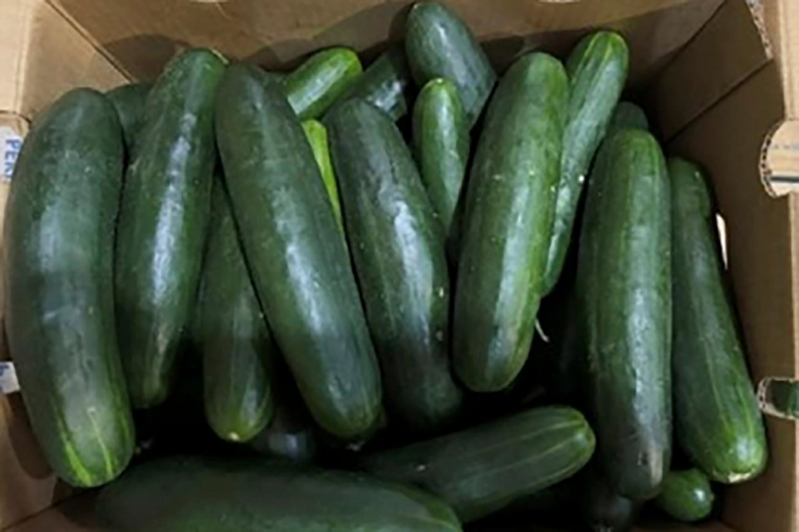 Esta fotografía sin fecha proporcionada por la Administración de Alimentos y Medicamentos de Estados Unidos muestra pepinos que fueron retirados por un brote de salmonela.