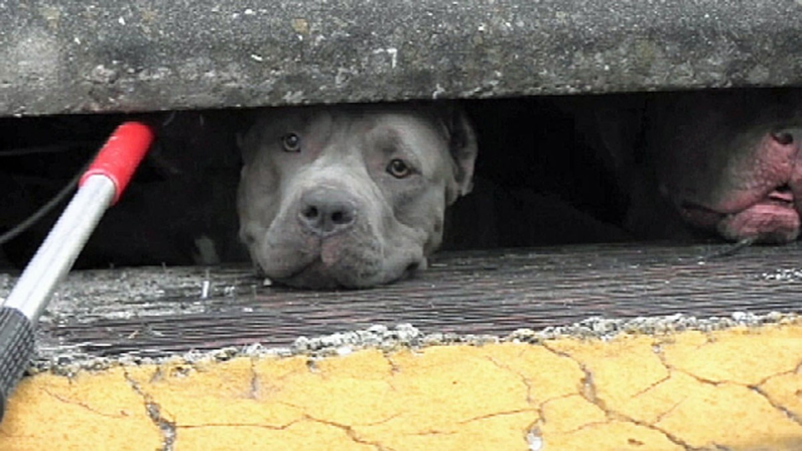 En un esfuerzo conjunto lograron sacar a los perros a salvo del alcantarillado. (Captura / WFTV 9)
