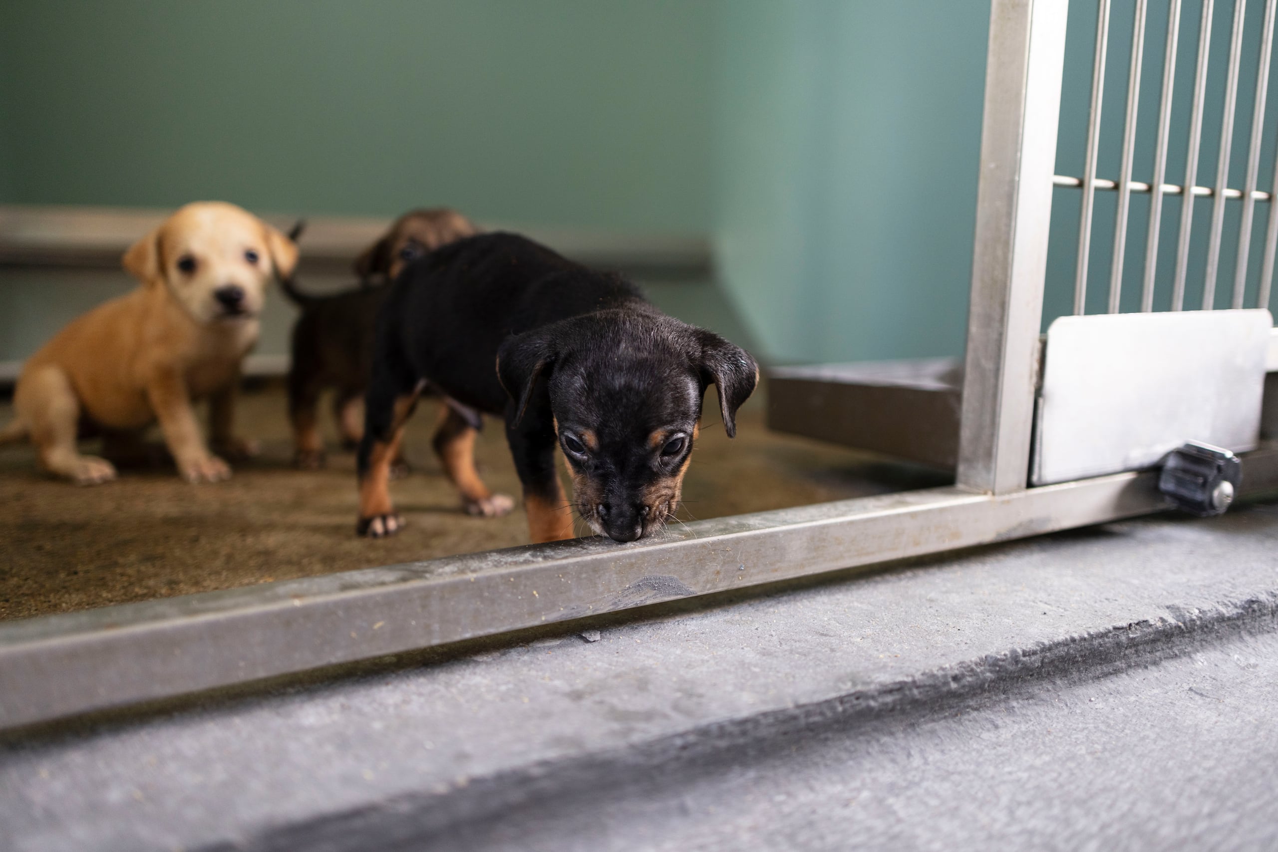 Unos 40 perros y gatos ya están esterilizados, vacunados y listos para integrarse a una familia.