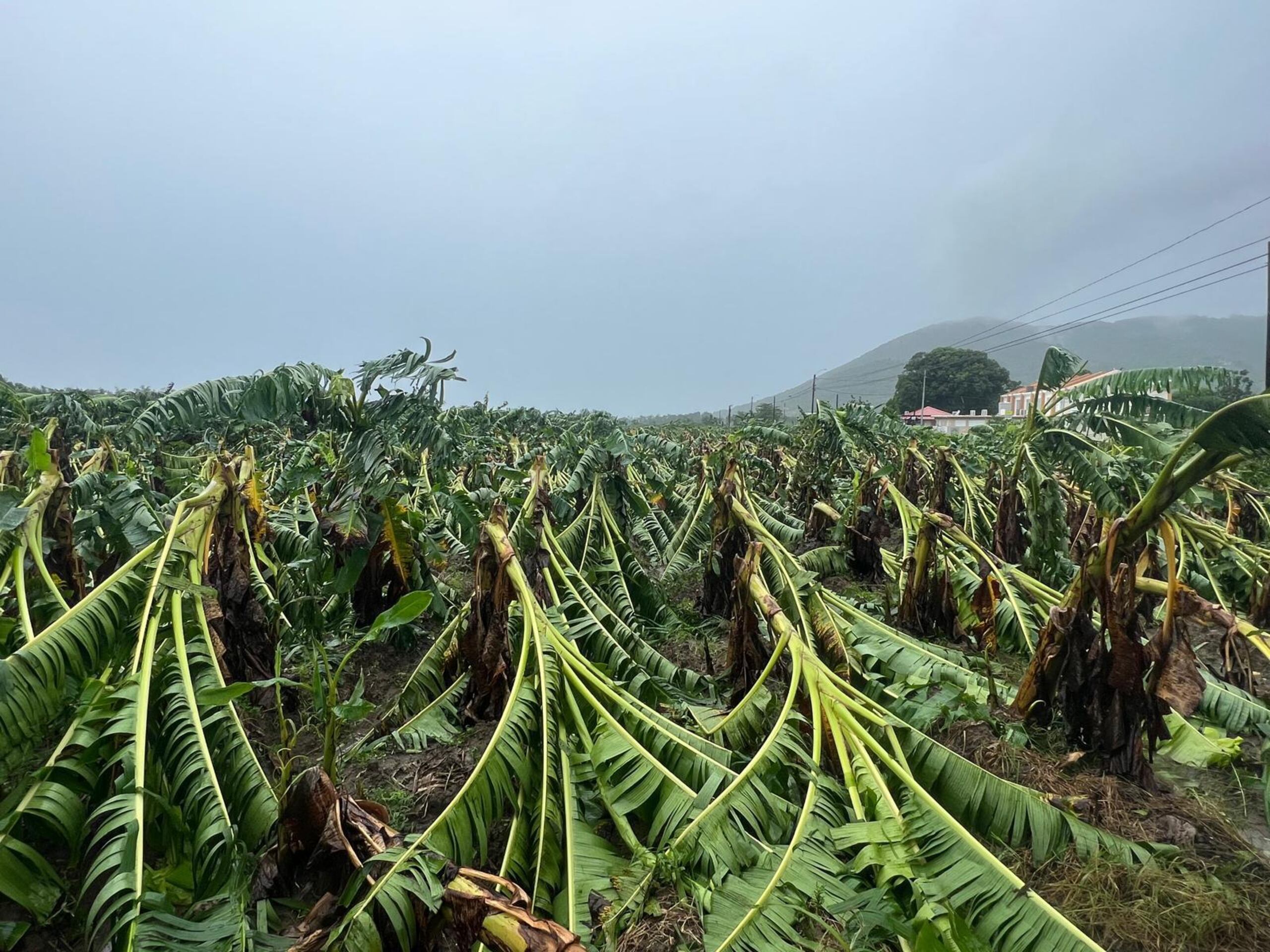 Se pierden 20,000 plantas de plátanos en la Finca Guzmán, en Maunabo, tras el paso de la tormenta tropical Ernesto.