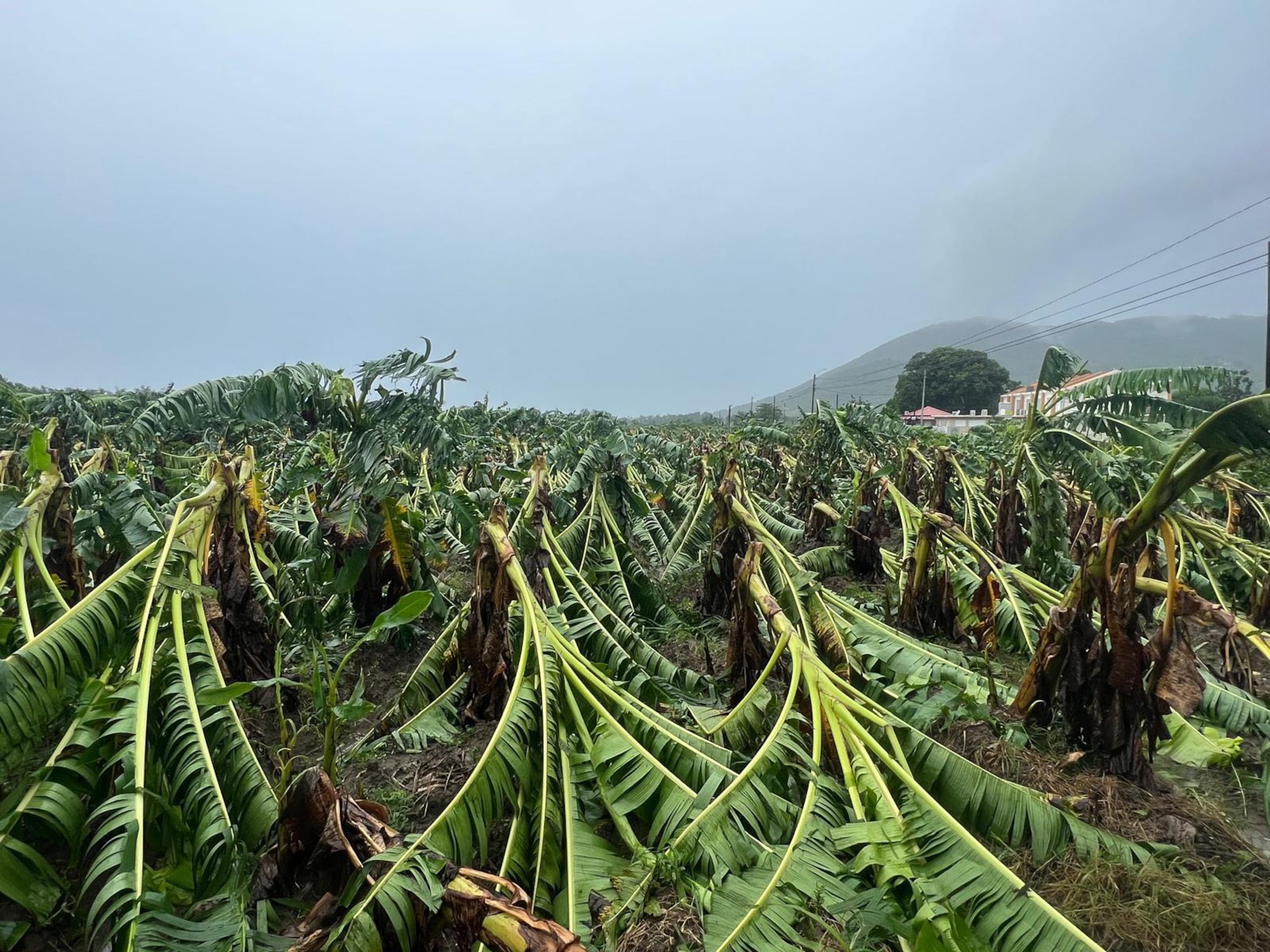 Se pierden 20,000 plantas de plátanos en la Finca Guzmán, en Maunabo, tras el paso de la tormenta tropical Ernesto.