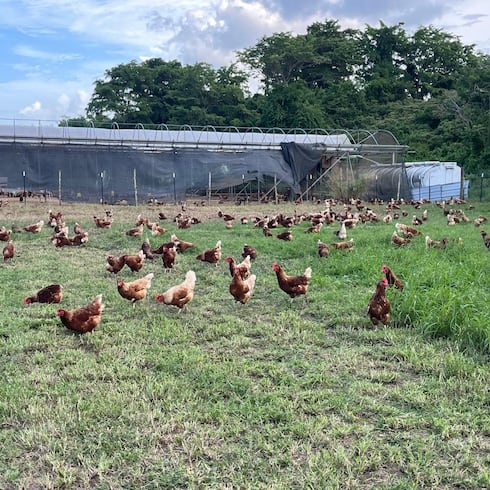 Huevos frescos de la granja, a la mesa