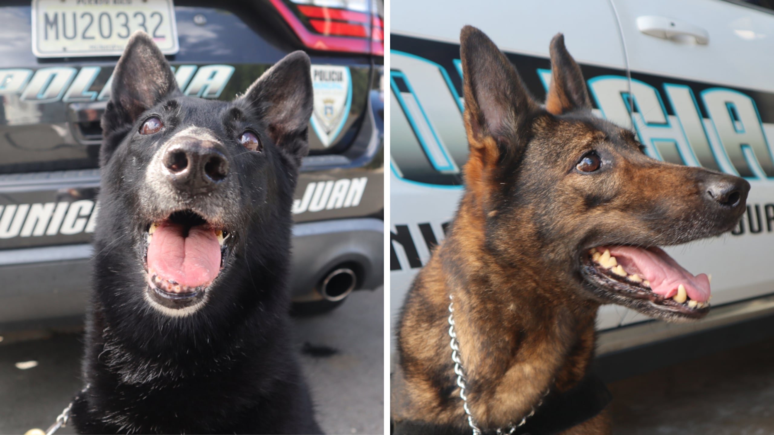 De izquierda y derecha: Edwina y Moli.