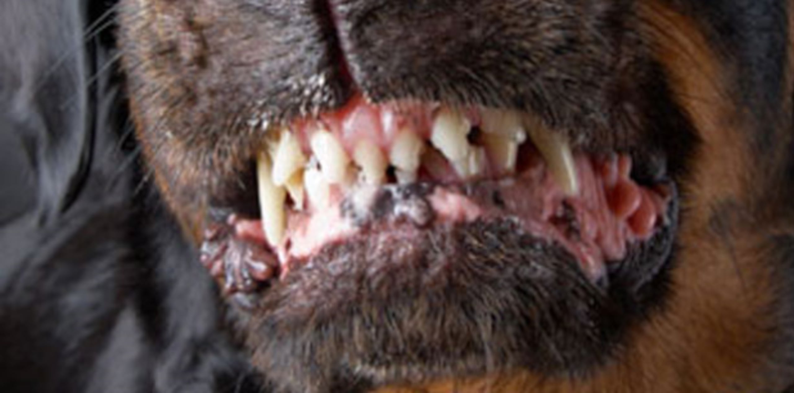 Uno de los perros protagonista del brutal ataque fue ultimado a tiros por agentes de la policía. (Archivo)