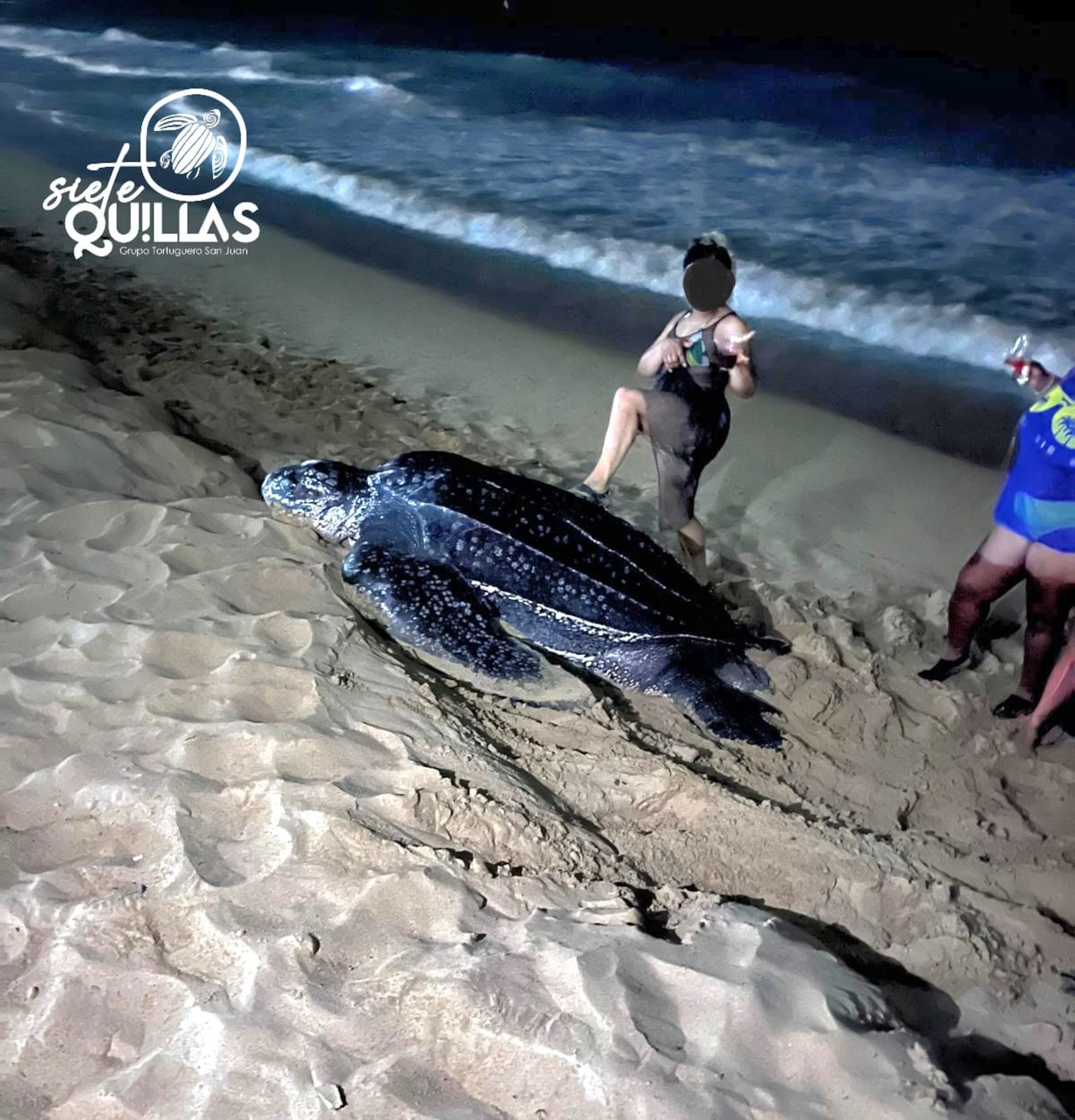 A pesar de la estricta regulación estatal y federal contra la intervención con especies protegidas, las turistas se marcharon de la Isla con una orientación del grupo, aún cuando se radicó una querella por el incidente.