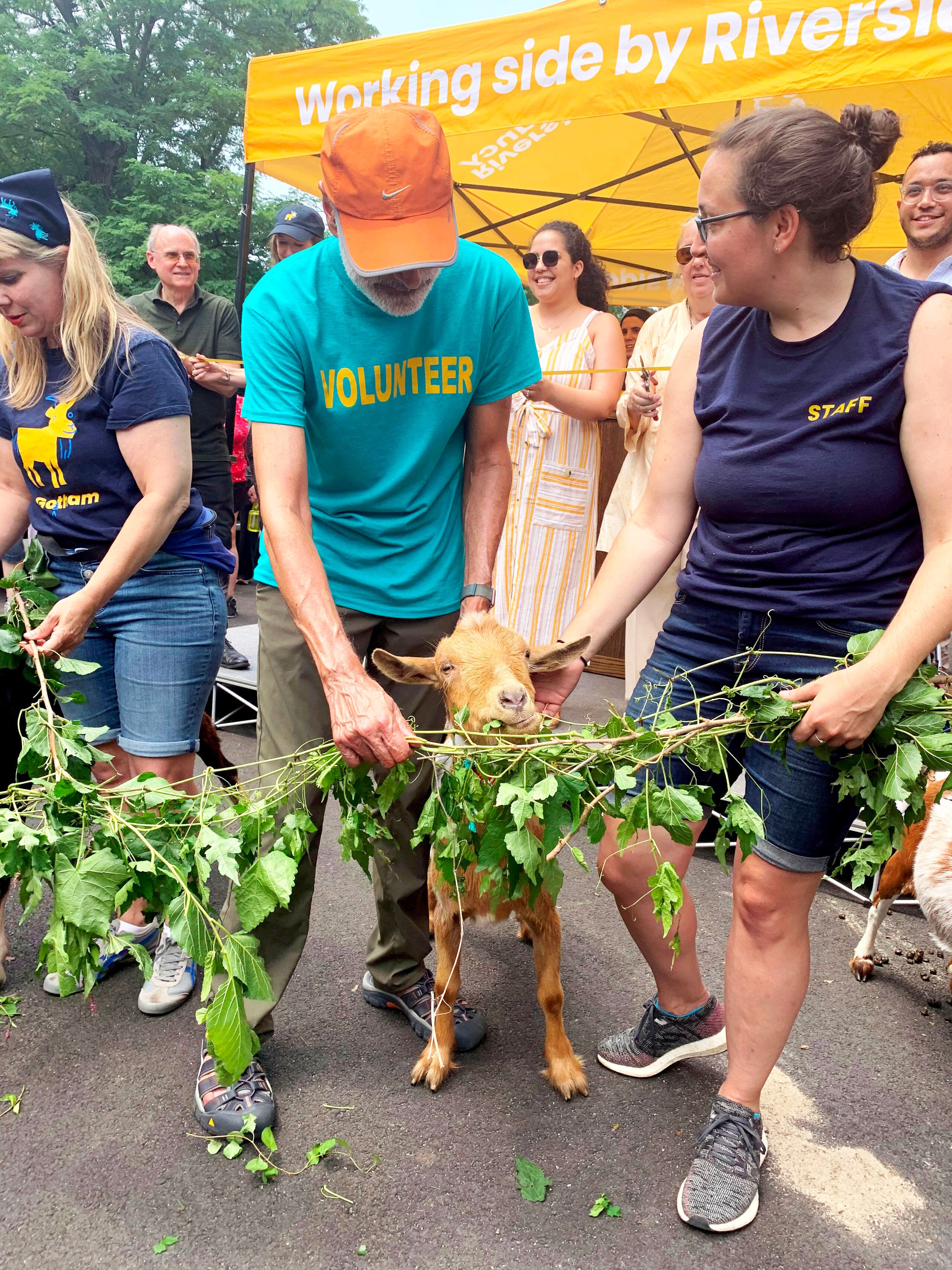 Unos voluntarios presentan las cabras encargadas este verano de comerse las malas hierbas que crecen en las rocas de la sección de Forever Wild del Parque Riverside en el Upper West Side de Manhattan.