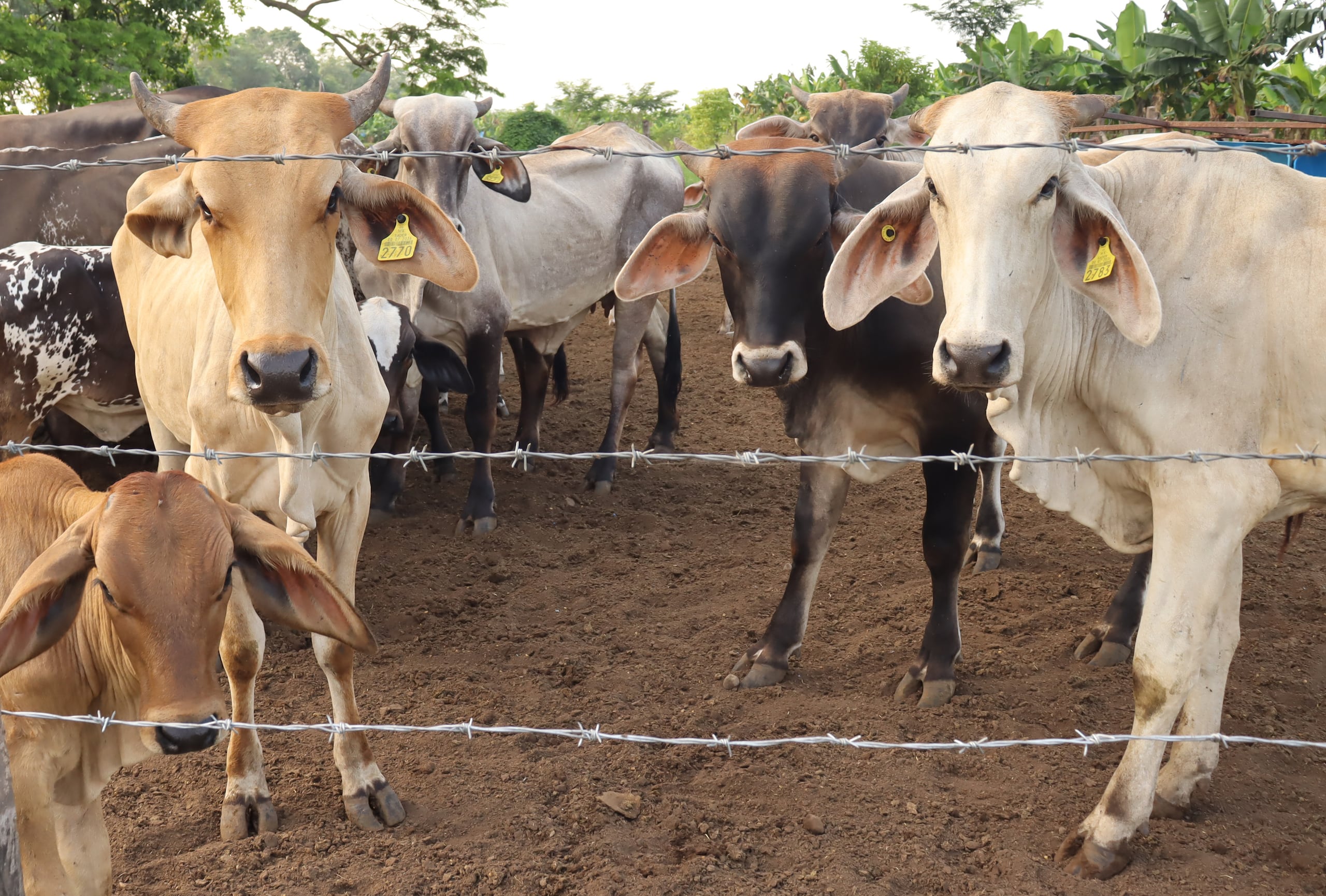 México sumaba 14,783 casos acumulados desde el 20 de noviembre de 2024 y 799 casos activos hasta el último corte del 29 de enero.