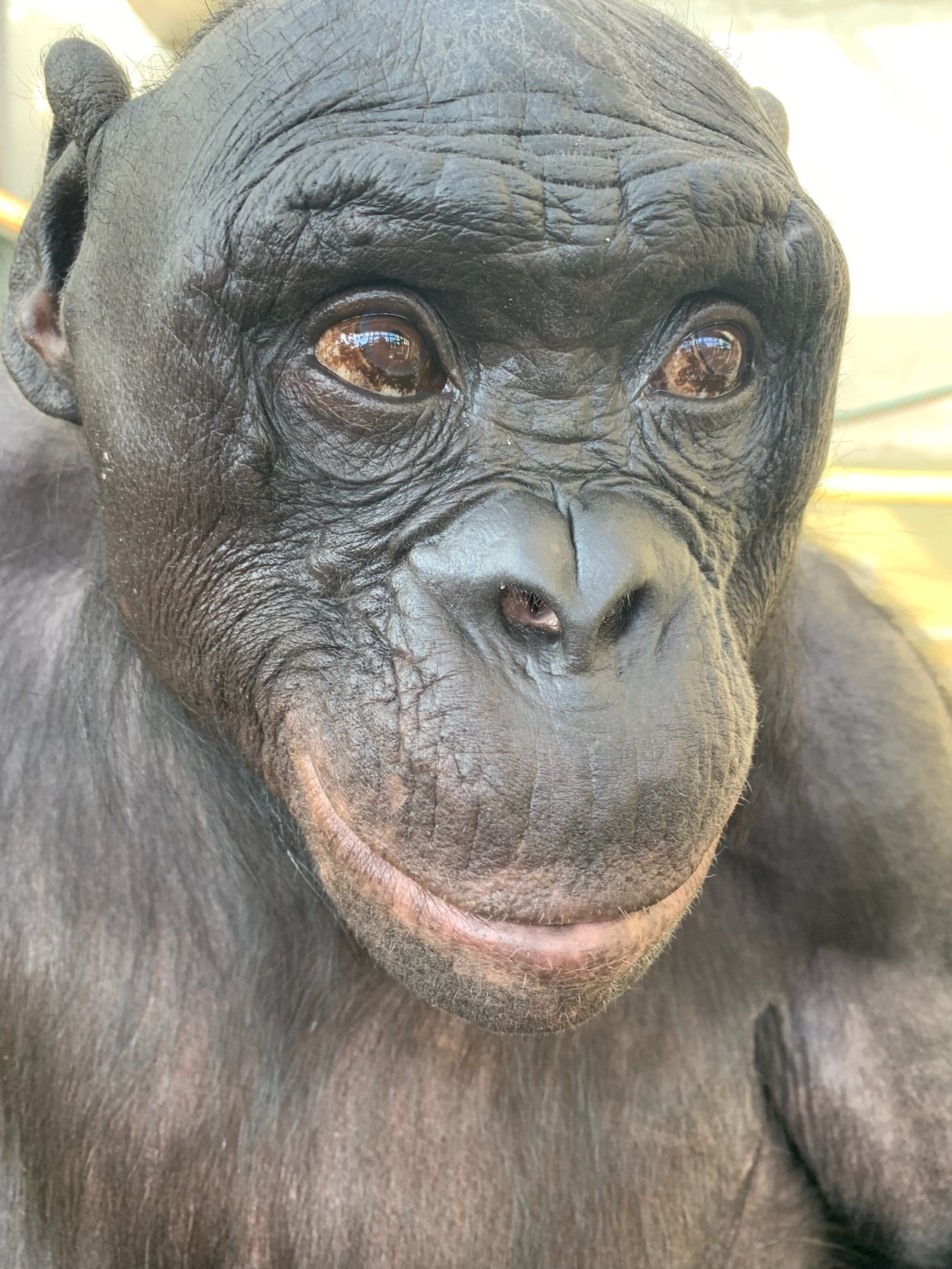 Diversas investigaciones han demostrado que los bonobos y los chimpancés reconocen las caras y las vocalizaciones de los miembros familiares del grupo, incluso después de llevar años separados.