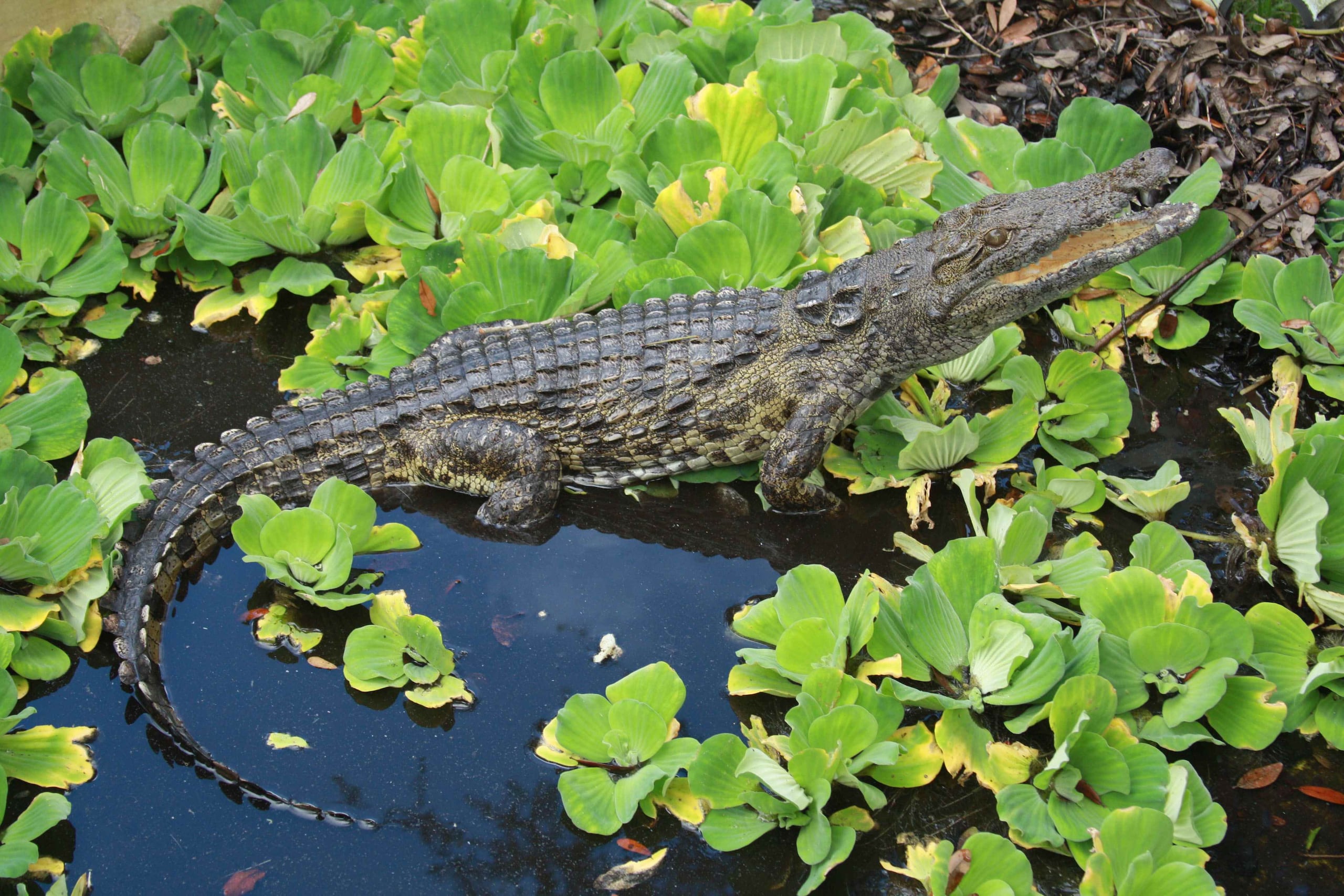 Esta especie no nativa podría desplazar a las serpientes pitón birmanas como el depredador más peligroso de los Everglades. (AP)
