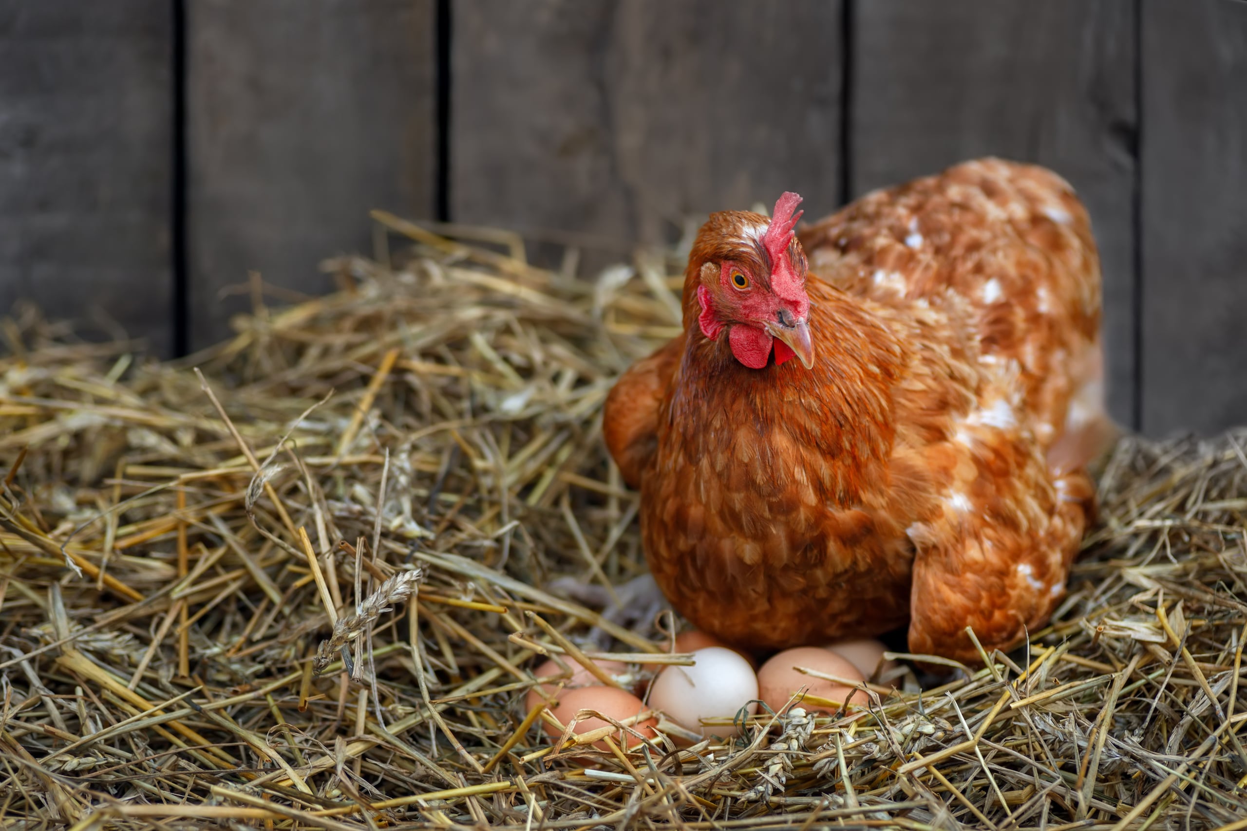 Desde finales de 2022, el precio de los huevos en Estados Unidos fue registrando un incremento progresivo provocado por un brote de gripe aviar por el que más de 100 millones de gallinas ponedoras han sido sacrificadas.