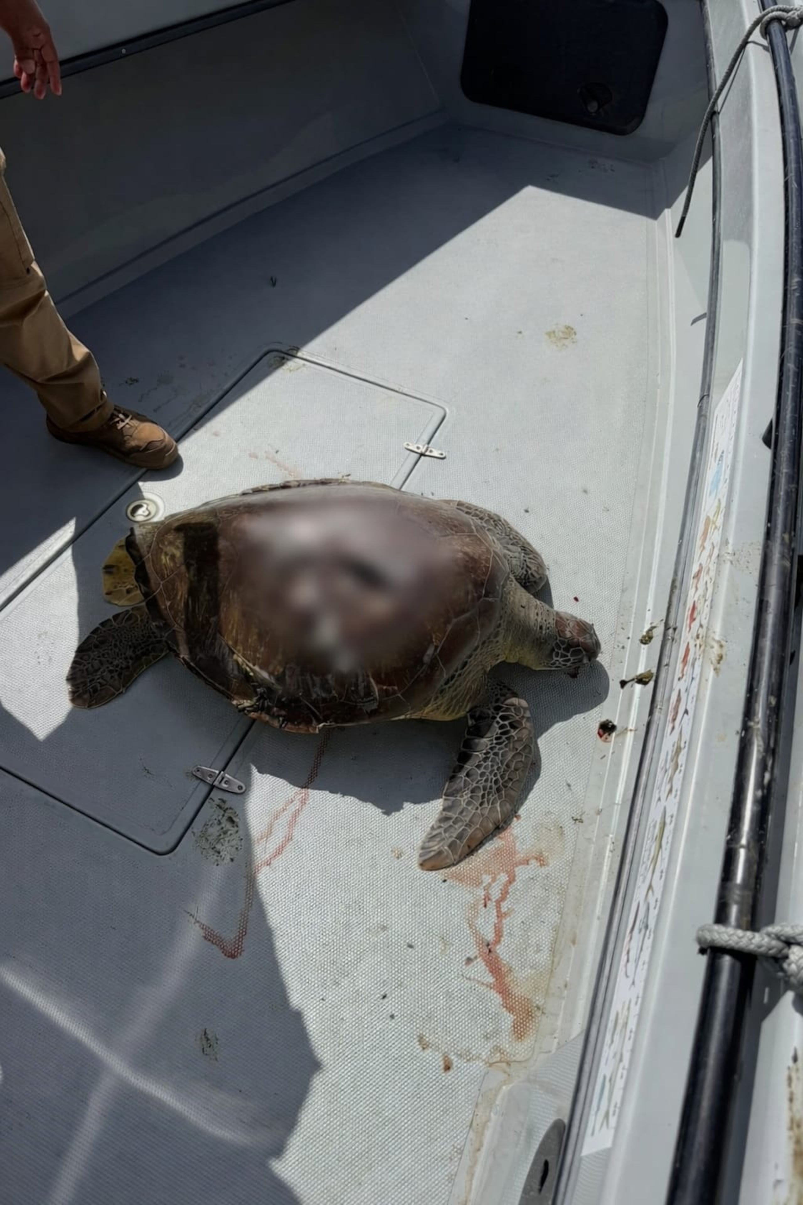 La tortuga sería trasladado al Laboratorio Pesquero del DRNA donde se le realizaría una necropsia.