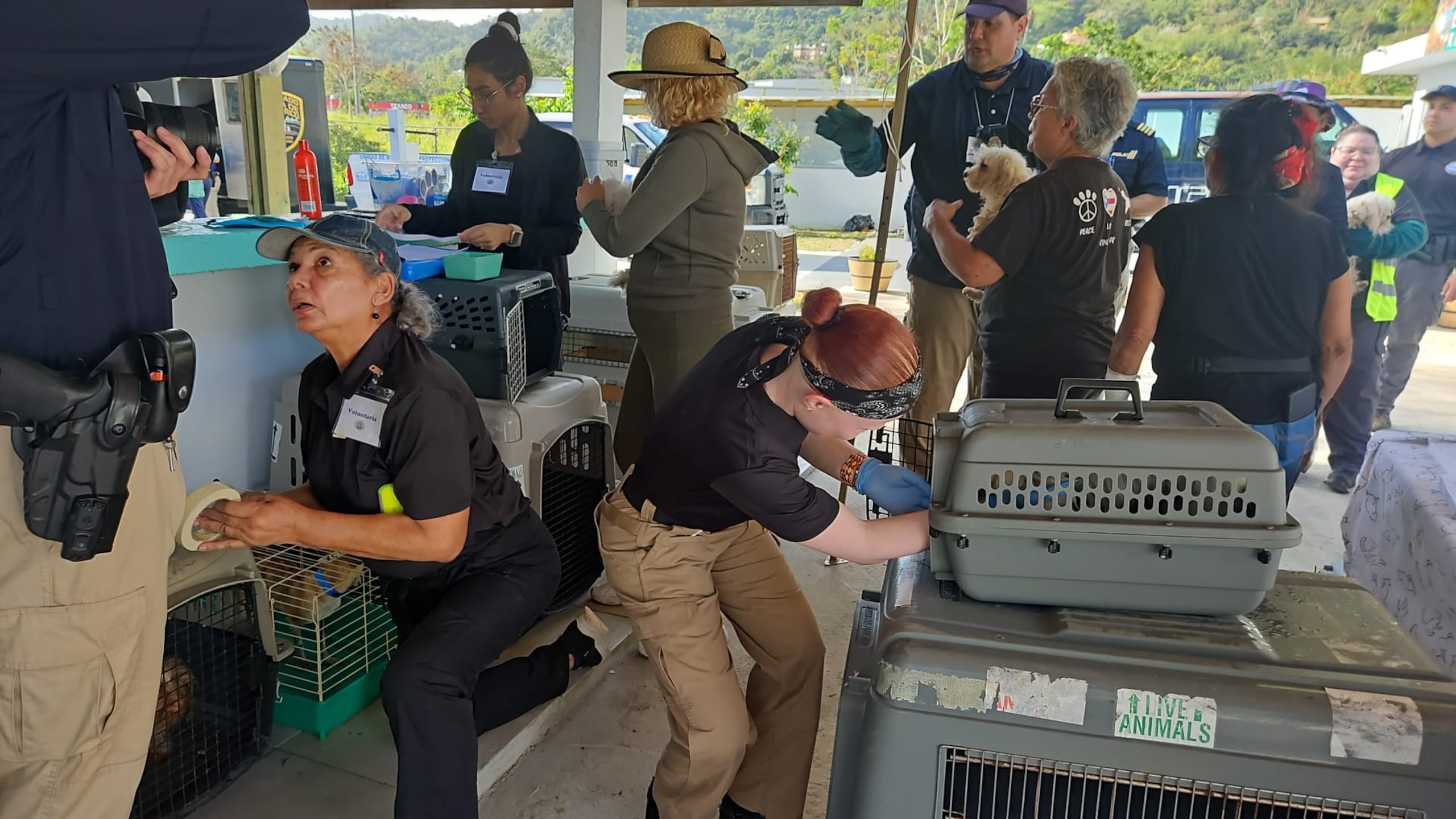 27 perros fueron rescatados por las autoridades, en una residencia en Caguas, donde vivían en jaulas de gallinas, enfermos, hacinados y sin atención veterinaria.