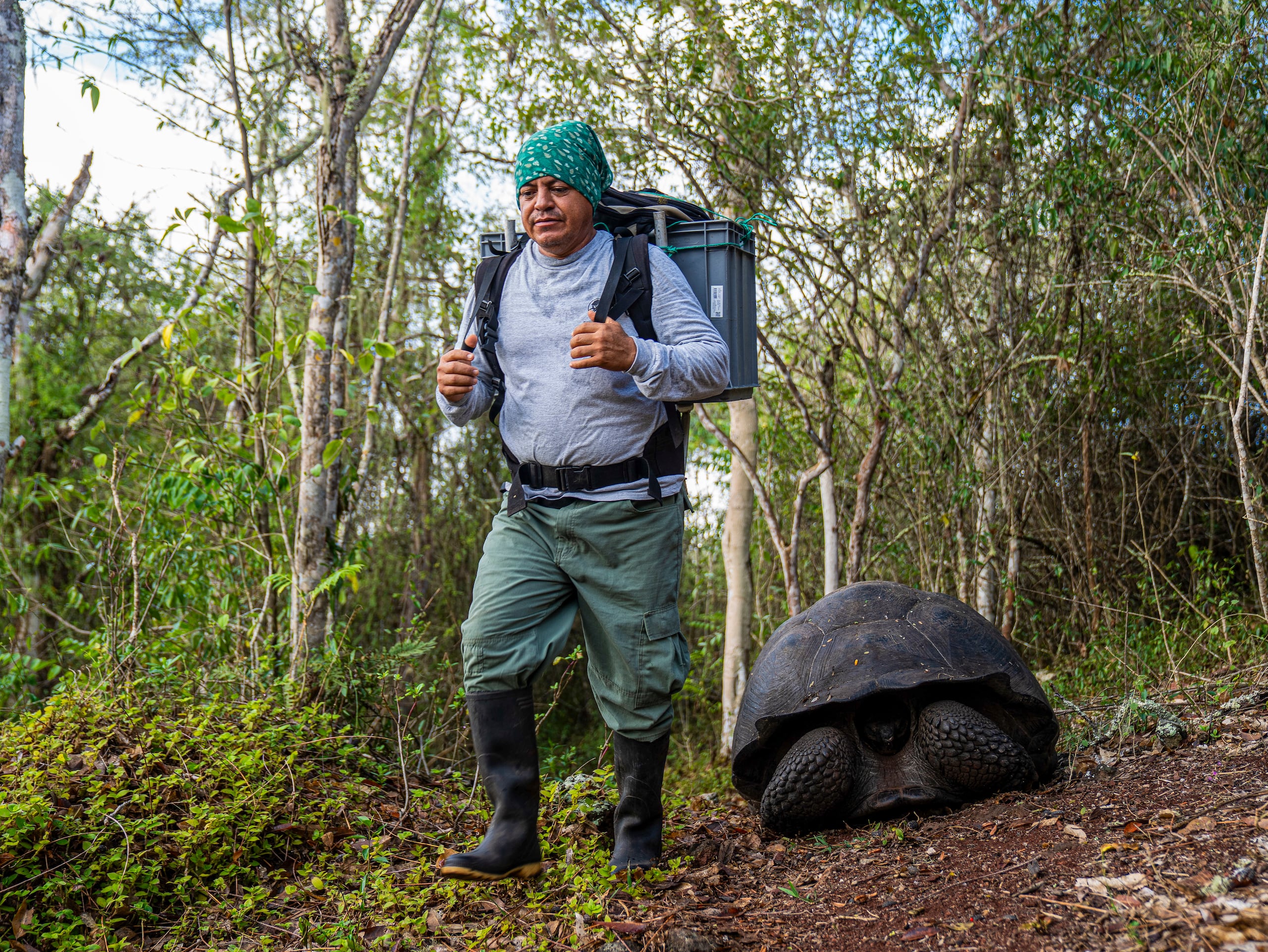 El Gobierno indicó que en los próximos días prevé liberar un nuevo grupo en una isla donde la especie estuvo ausente durante más de 180 años.