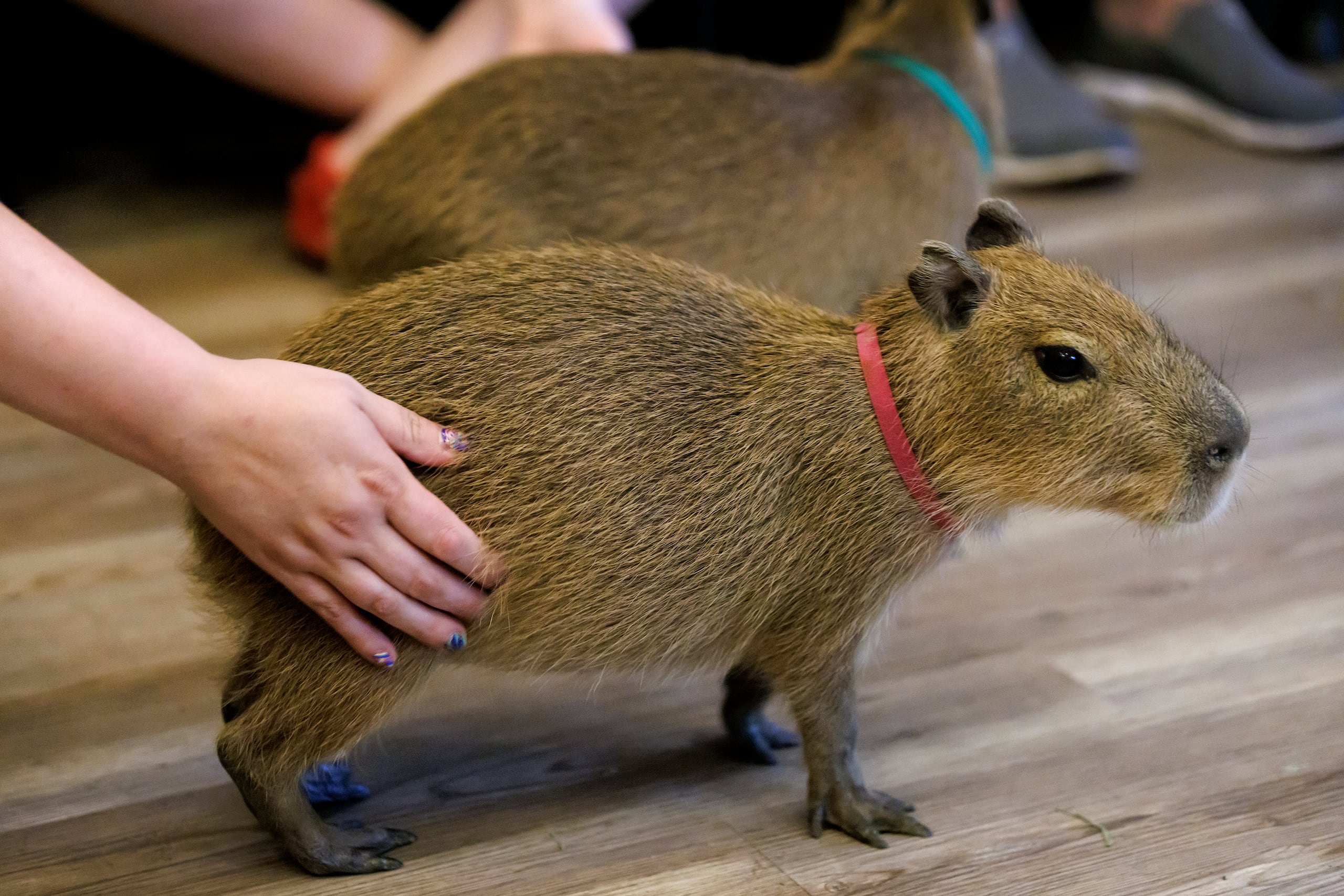 Los capibaras fueron rescatados o les fueron entregados por zoológicos, y cuando no están en el café, descansan en el santuario junto al resto de animales.