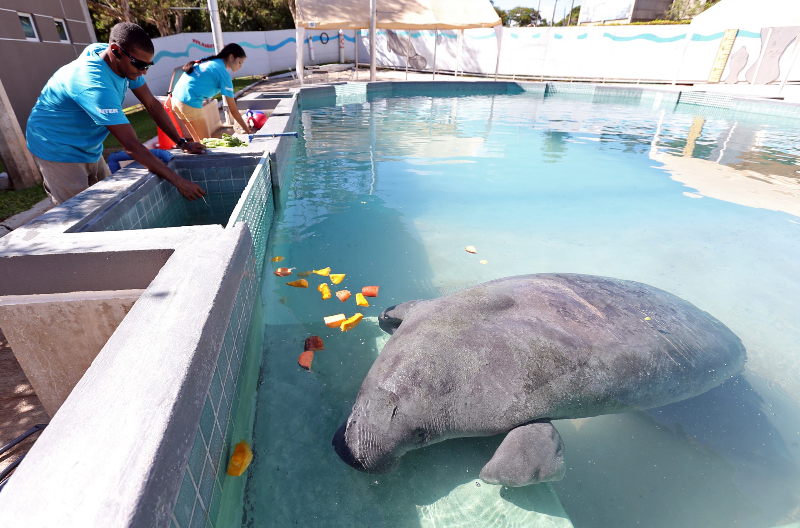 Guacara fue descrito como un embajador de su especie, que ayudó a educar a miles sobre las consecuencias del impacto antropogénico que sufren los manatíes día a día.