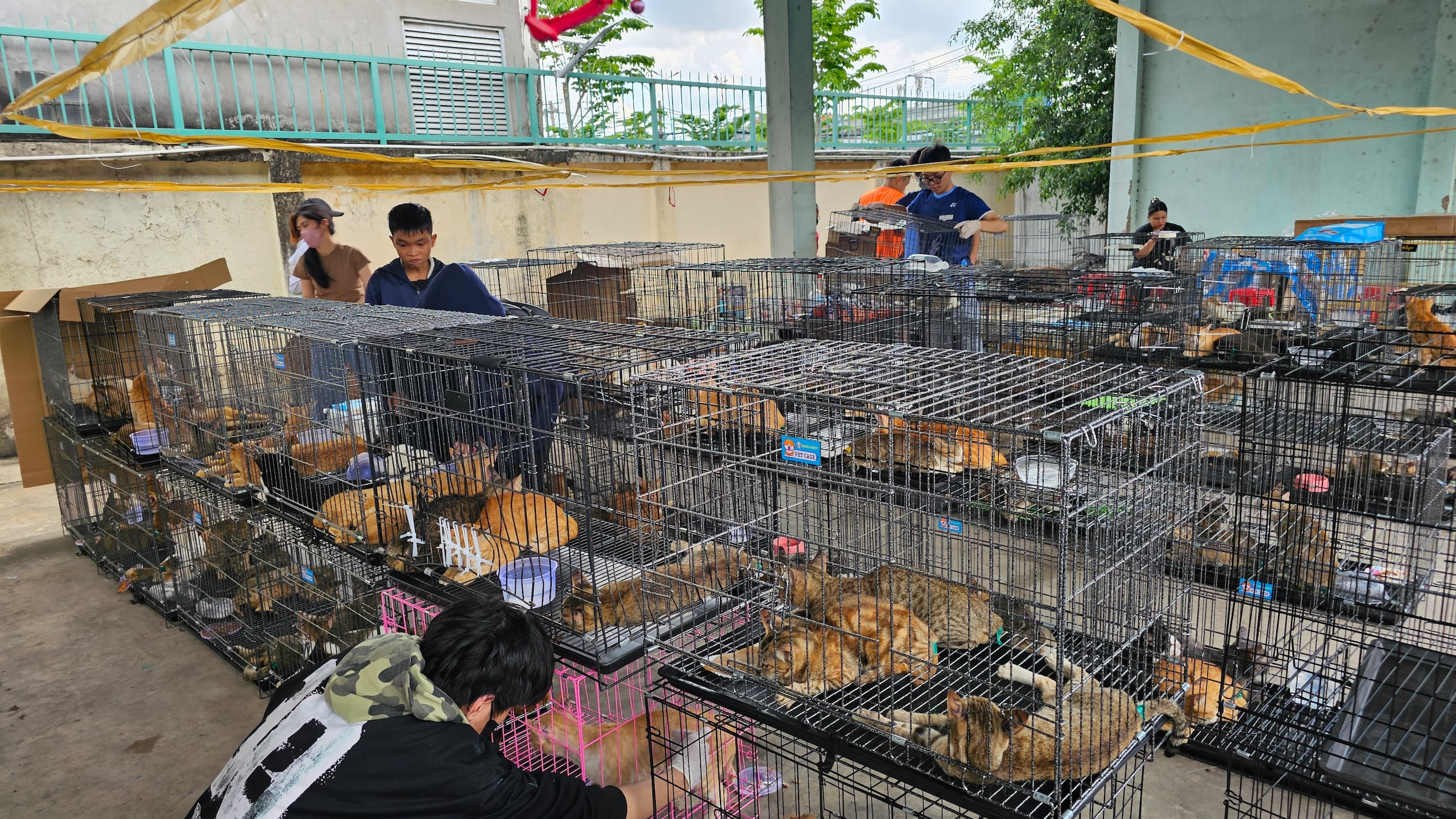 Unos 400 gatos fueron rescatados en Vietnam