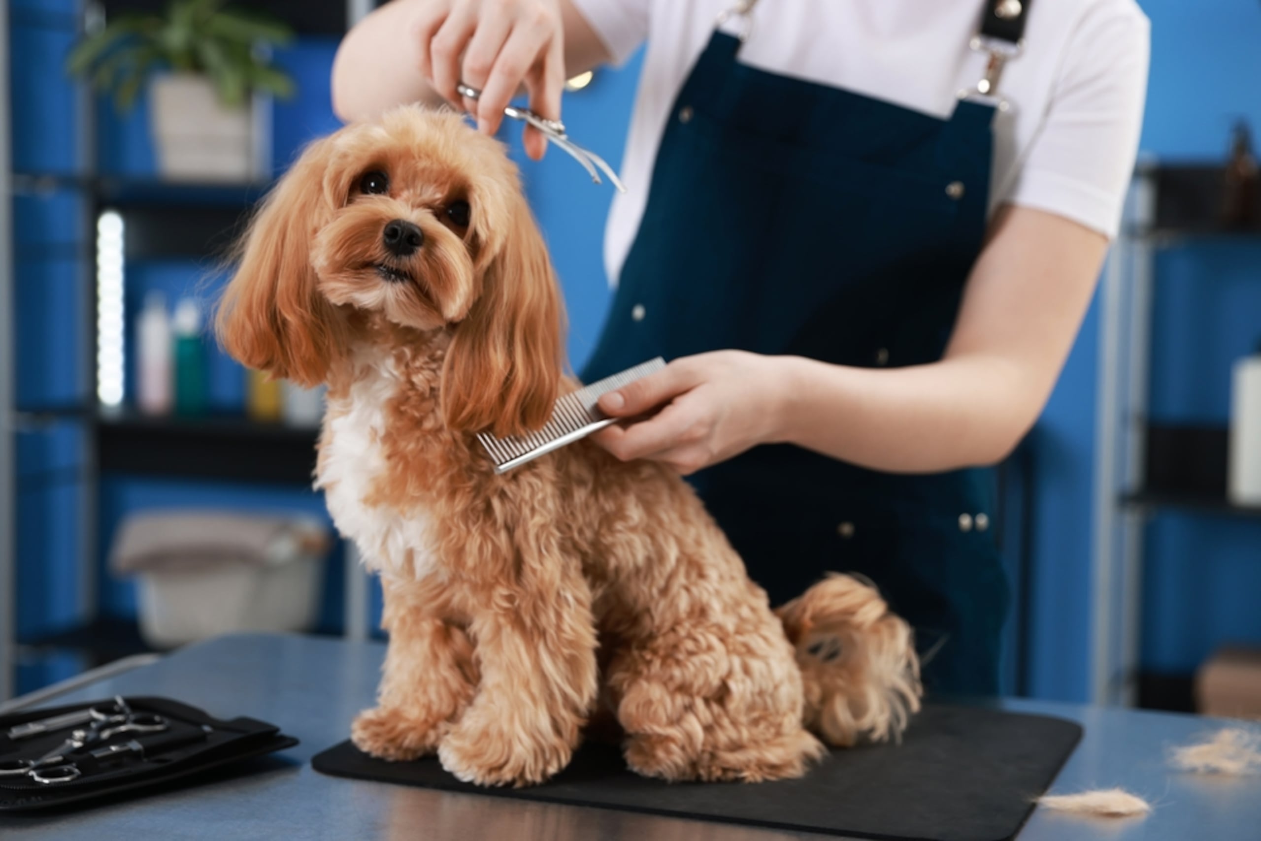 ICPR Junior College amplió su oferta académica con su nueva Escuela de Salud Animal.