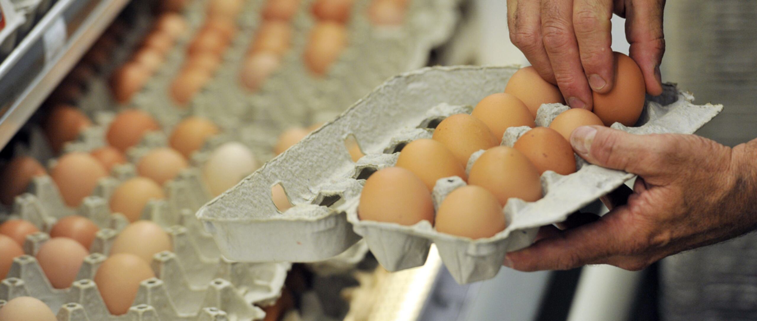 Es fundamental tomar ciertas medidas a la hora de conservar y cocinar los alimentos para evitar intoxicaciones. (Efe)